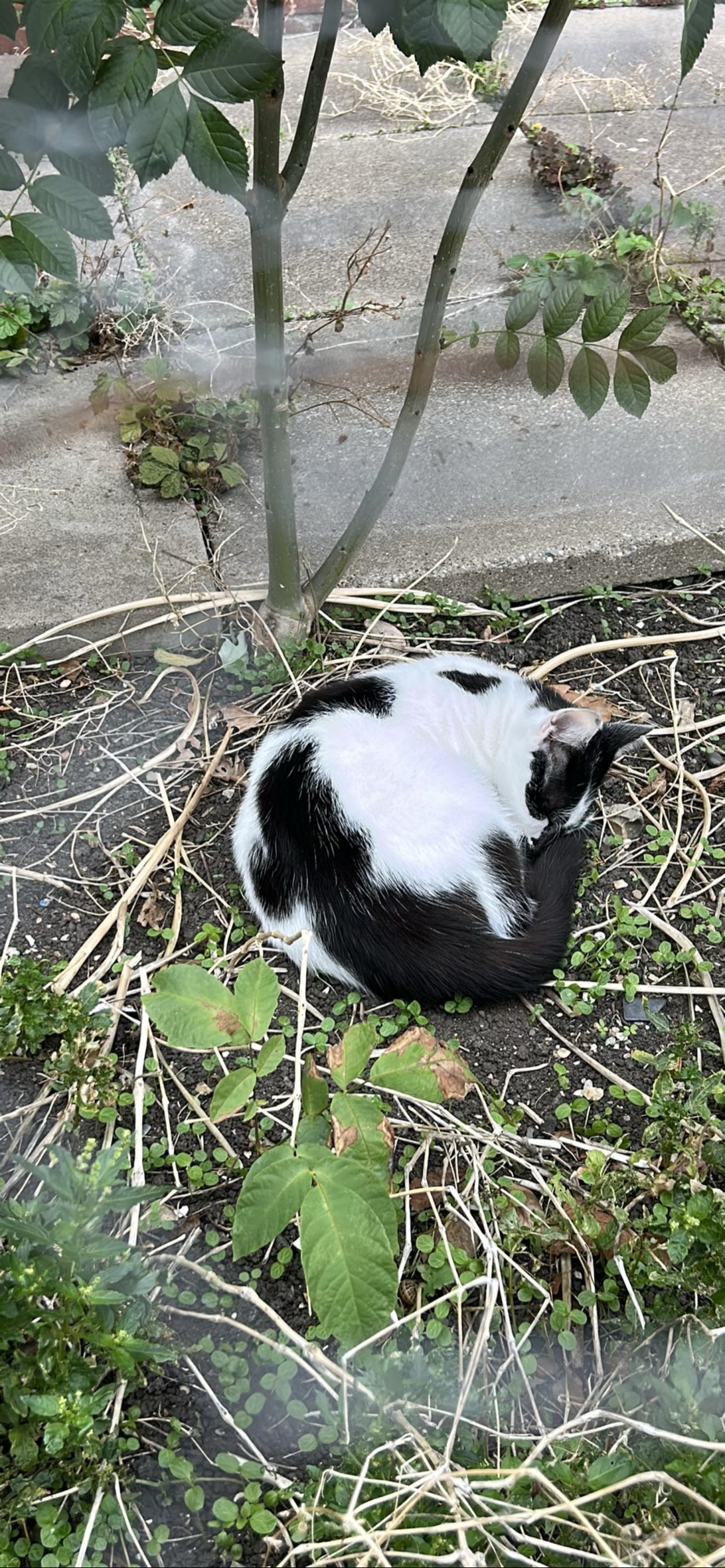 Oreo, a cat found on Chonk Finder