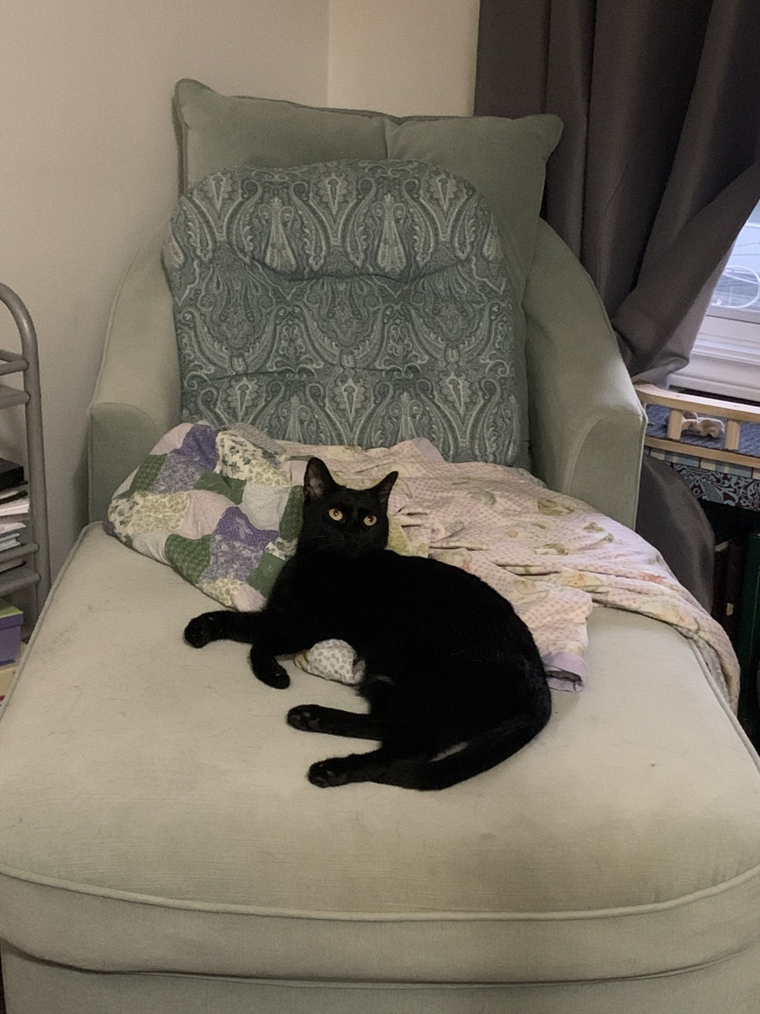 Roman, a cat found on Chonk Finder