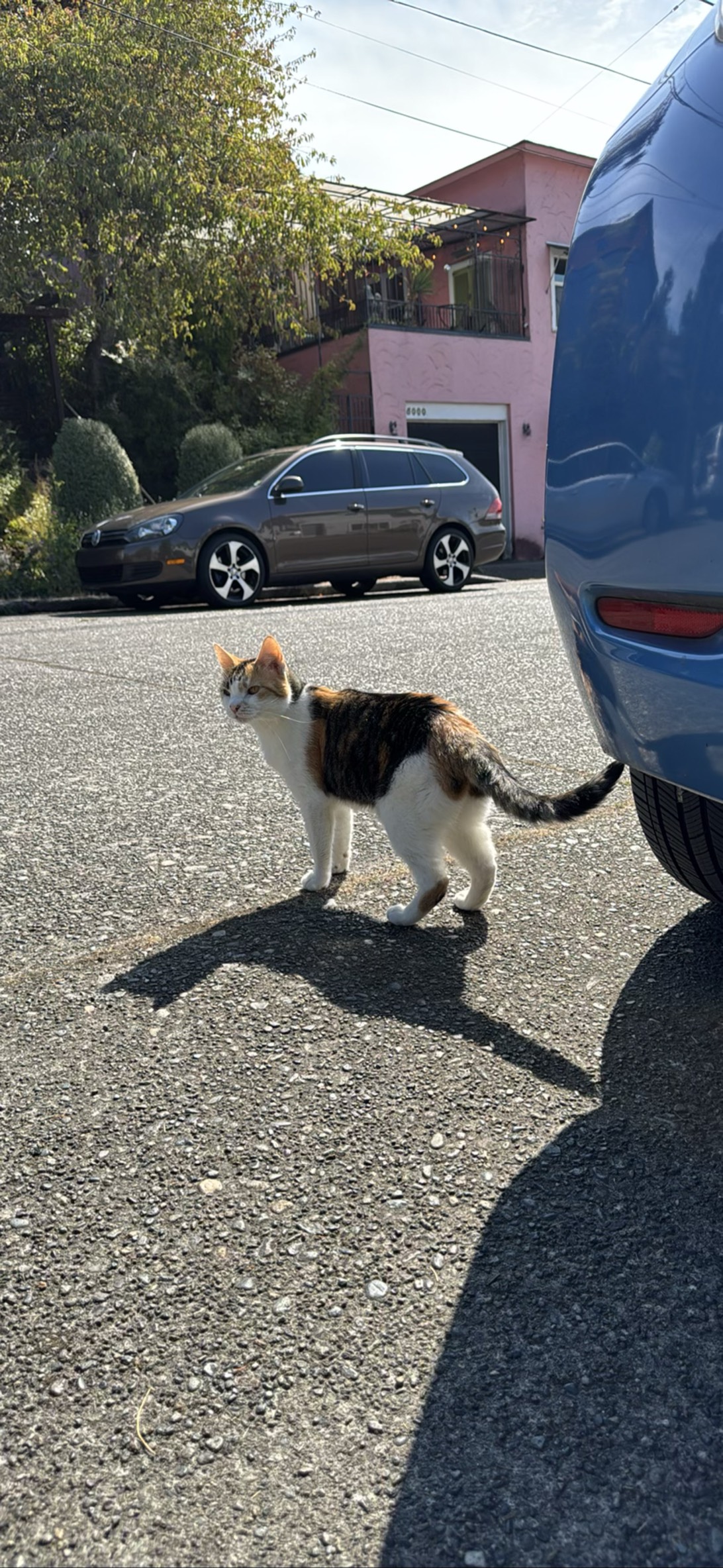 Lovely Momo, a cat found on Chonk Finder