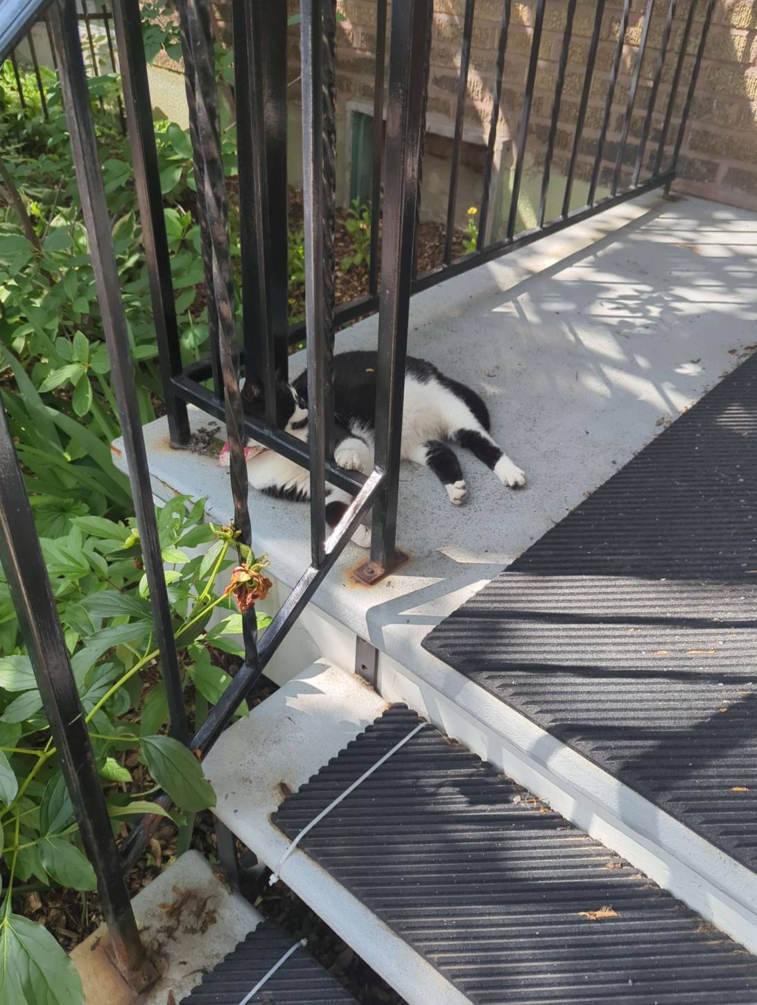 Lazy Domino, a cat found on Chonk Finder