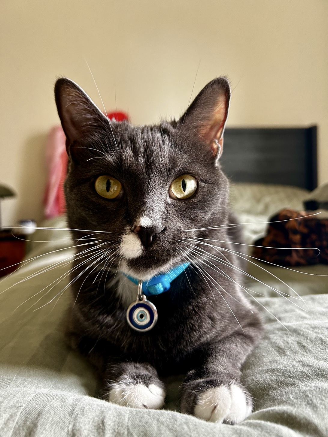 Luna, a cat found on Chonk Finder