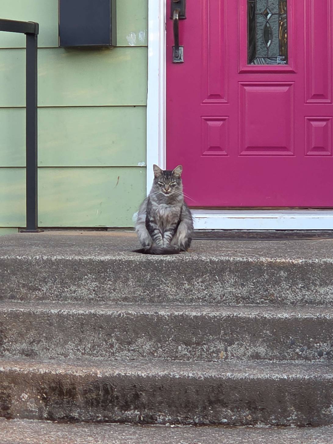 Norbert, a cat found on Chonk Finder