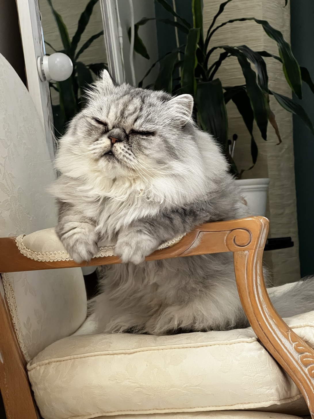 Beau, a cat found on Chonk Finder