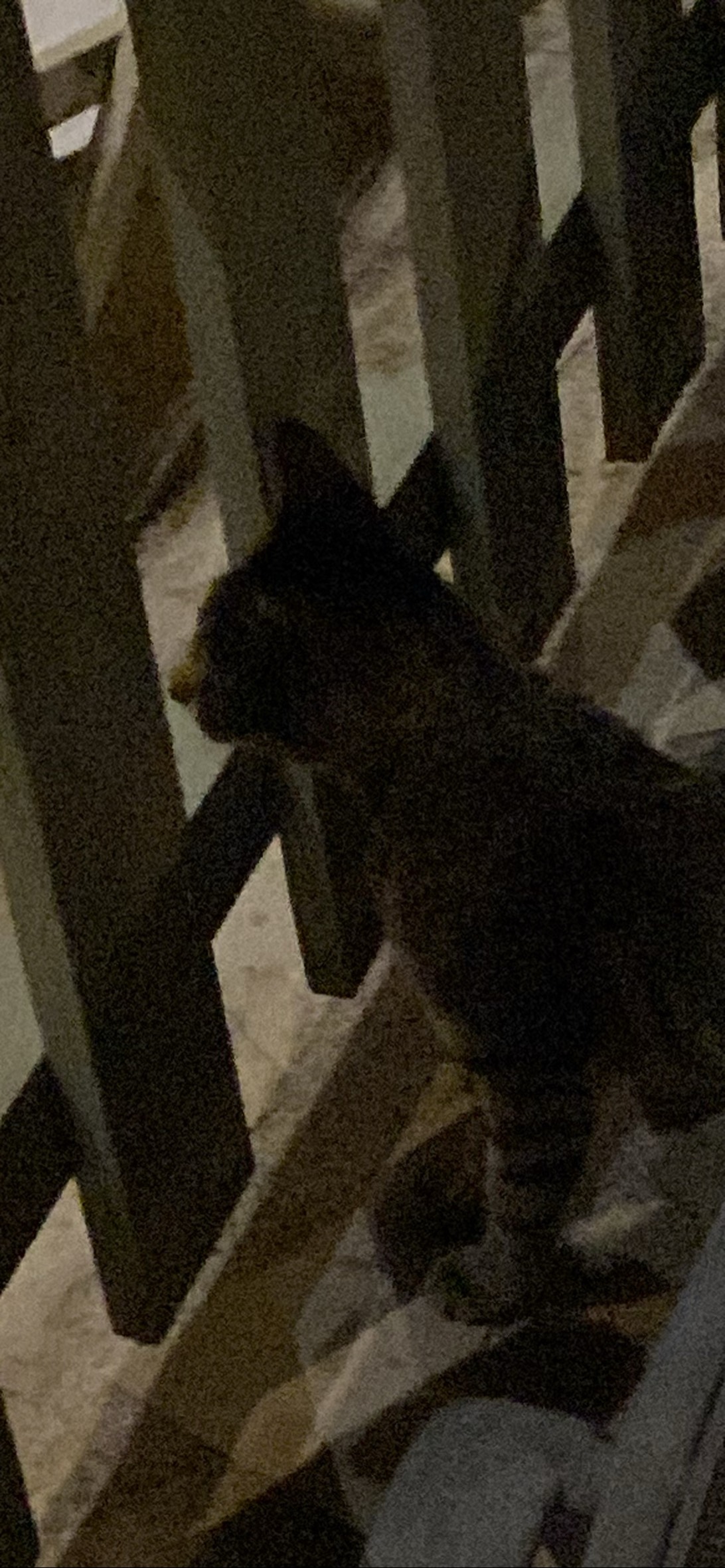 Hunter, a cat found on Chonk Finder
