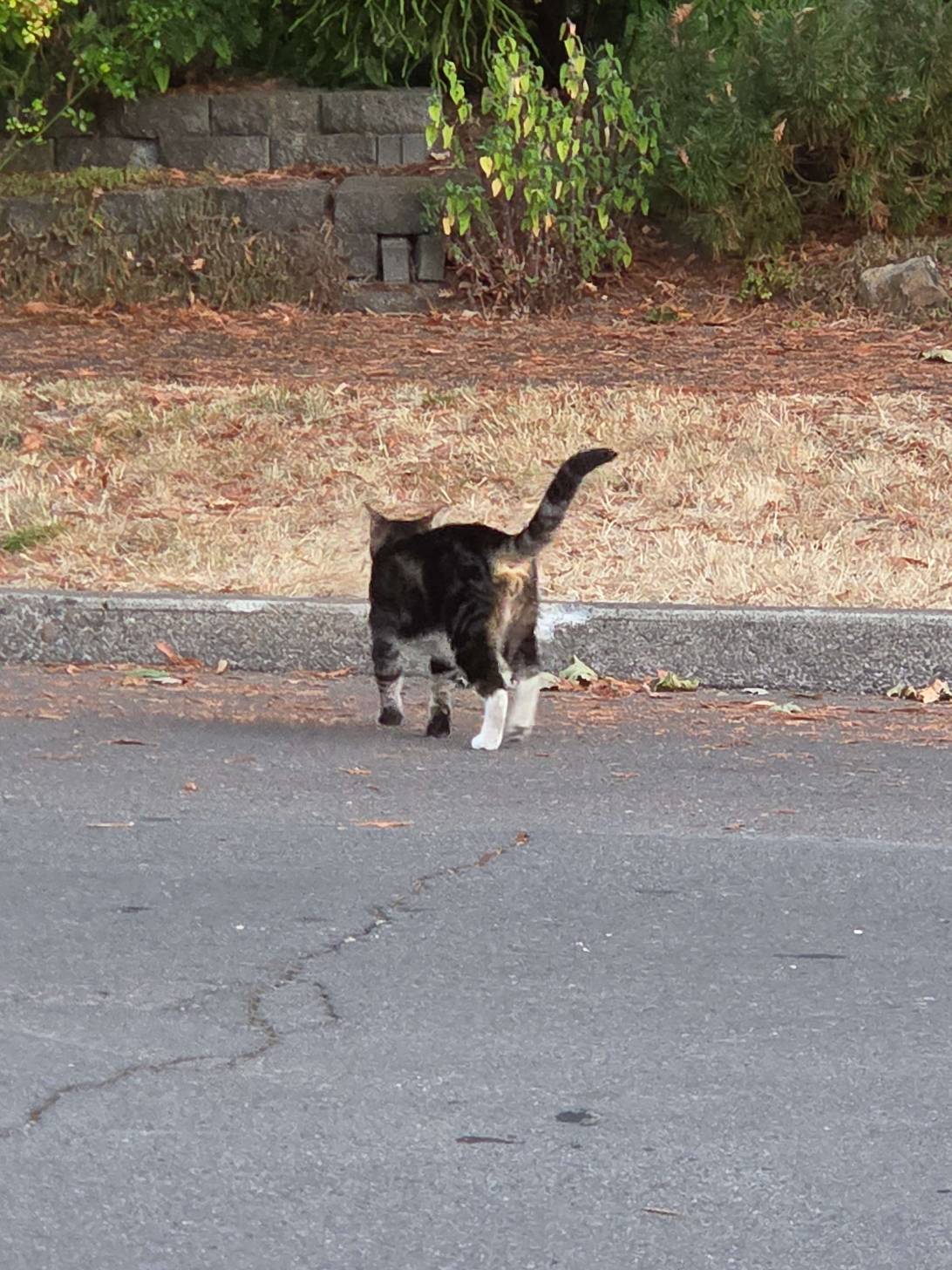 Rambler, a cat found on Chonk Finder