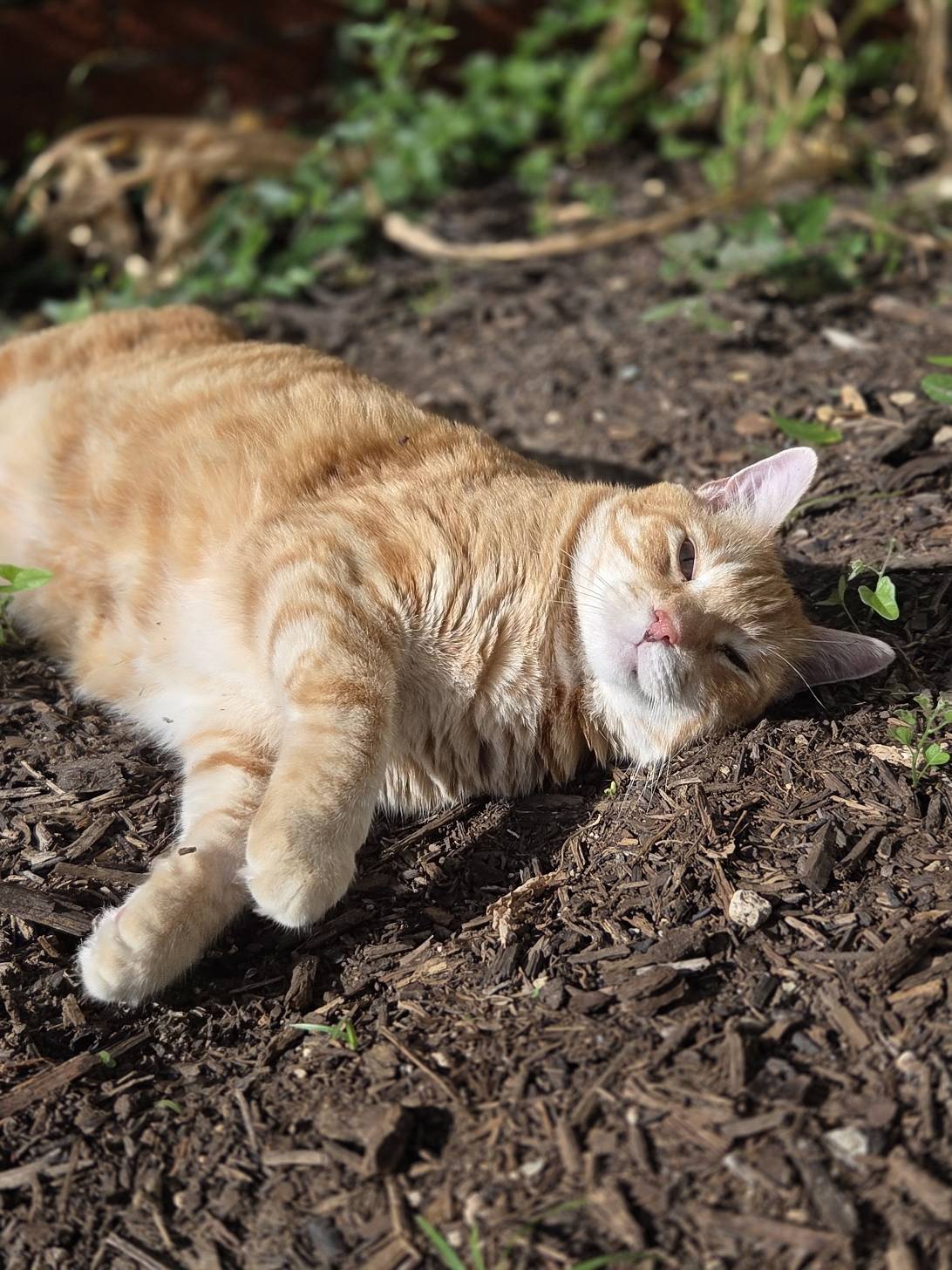 Nami, a cat found on Chonk Finder