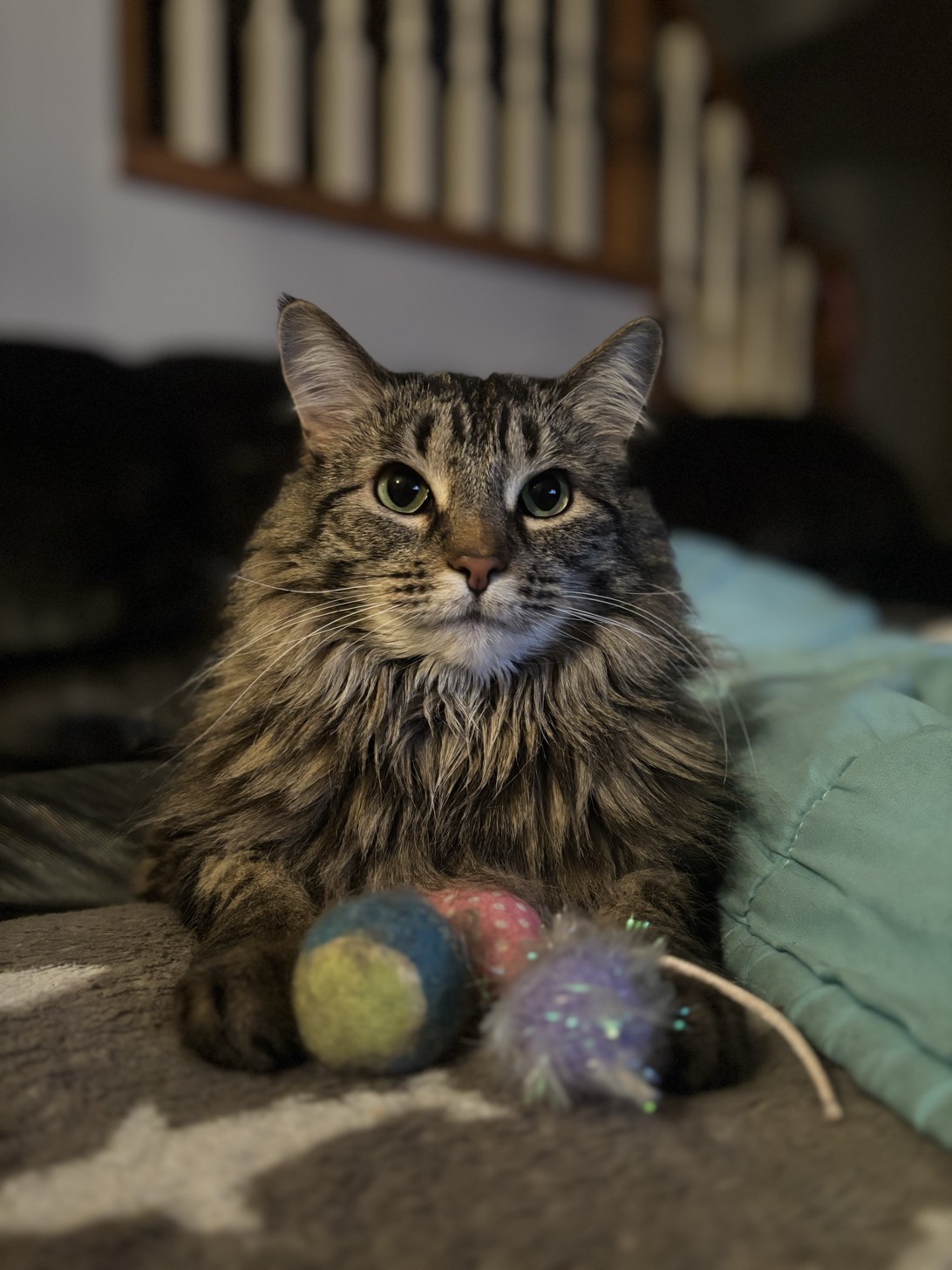 Smudge, a cat found on Chonk Finder