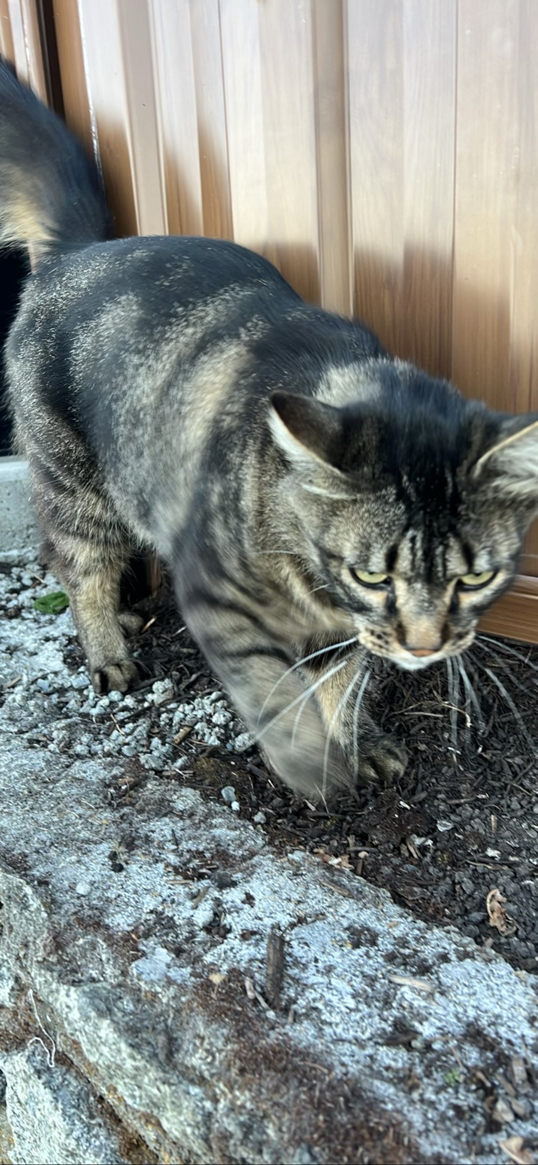 Simon, a cat found on Chonk Finder