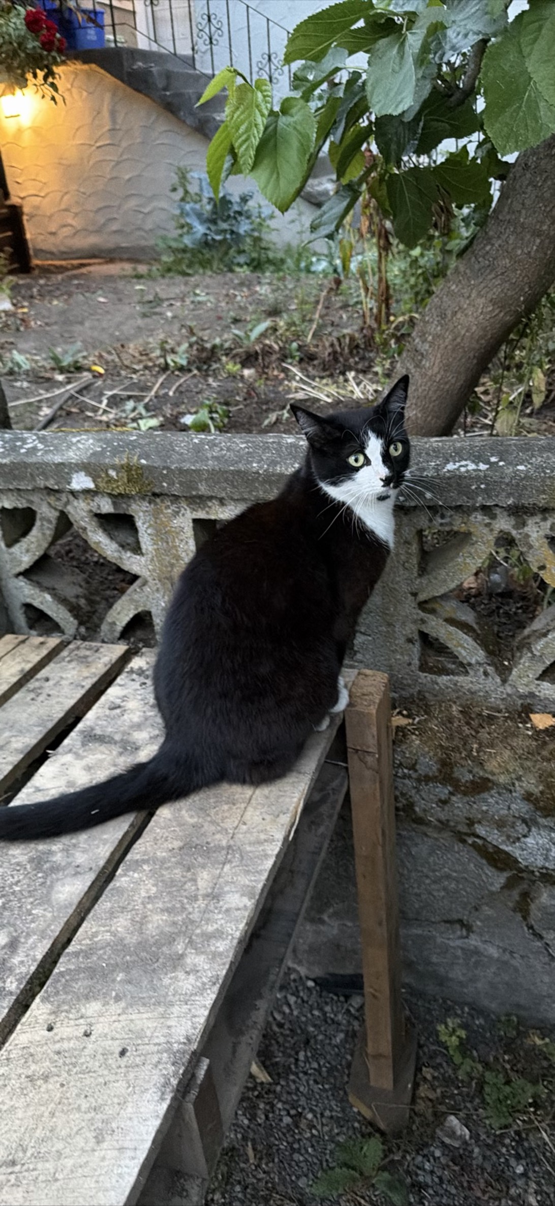 Gemini, a cat found on Chonk Finder