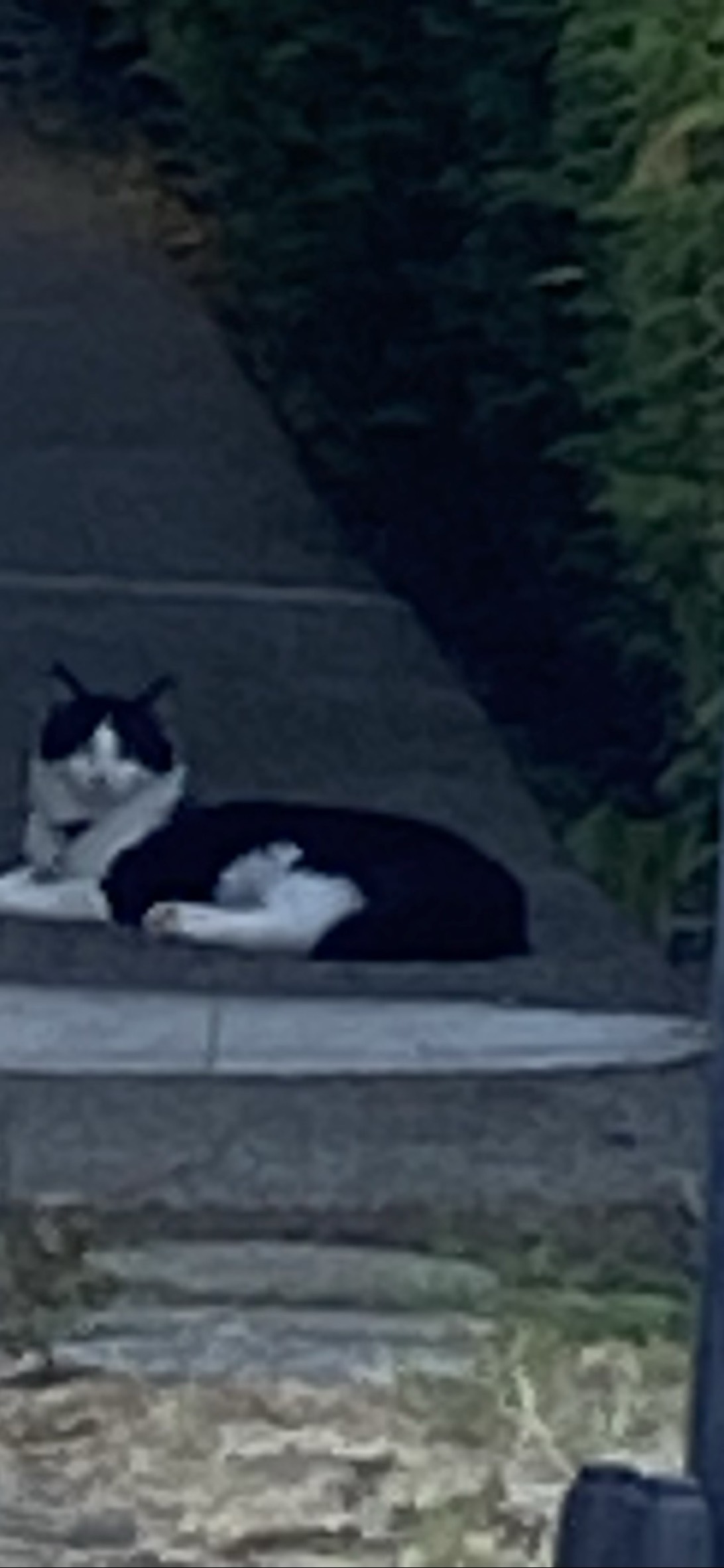 Cromwell, a cat found on Chonk Finder