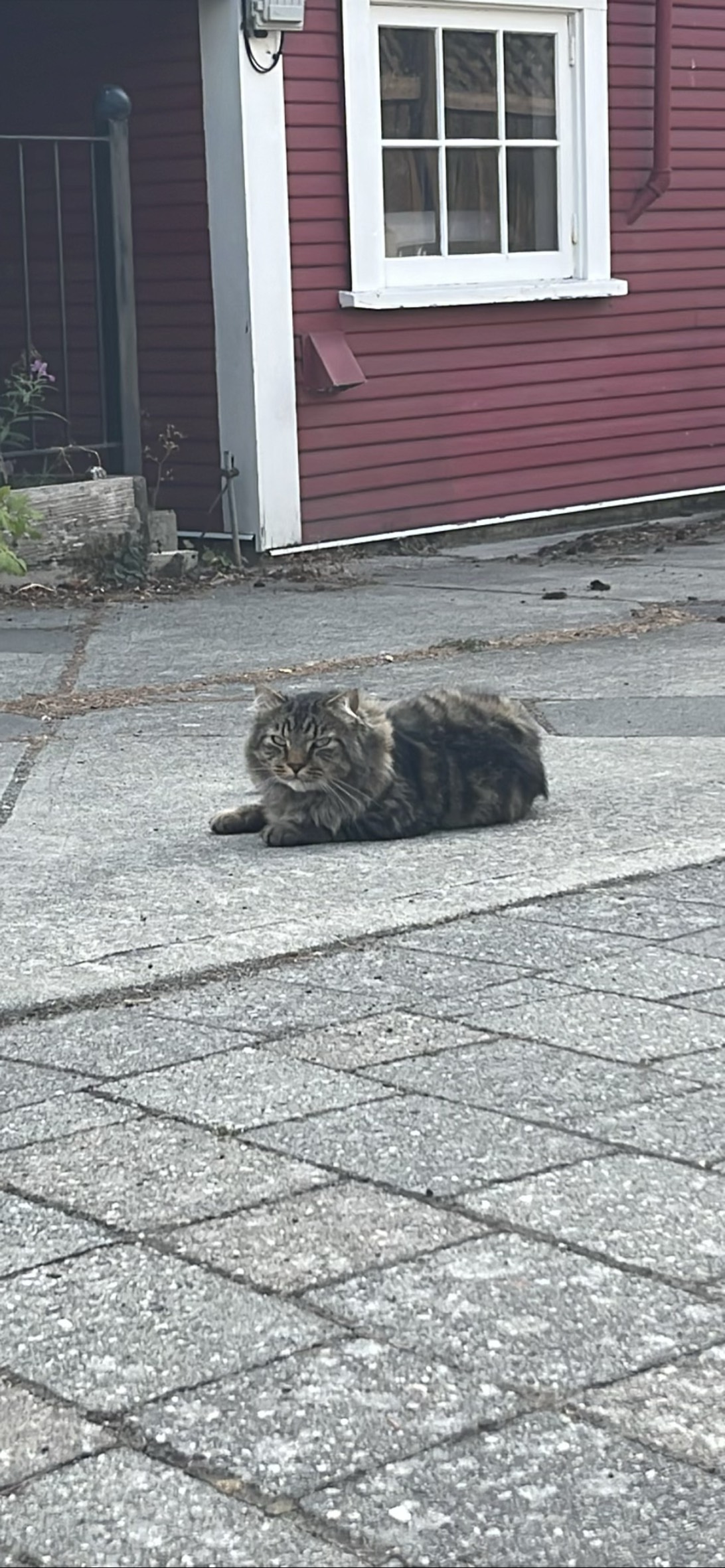 Barnaby, a cat found on Chonk Finder