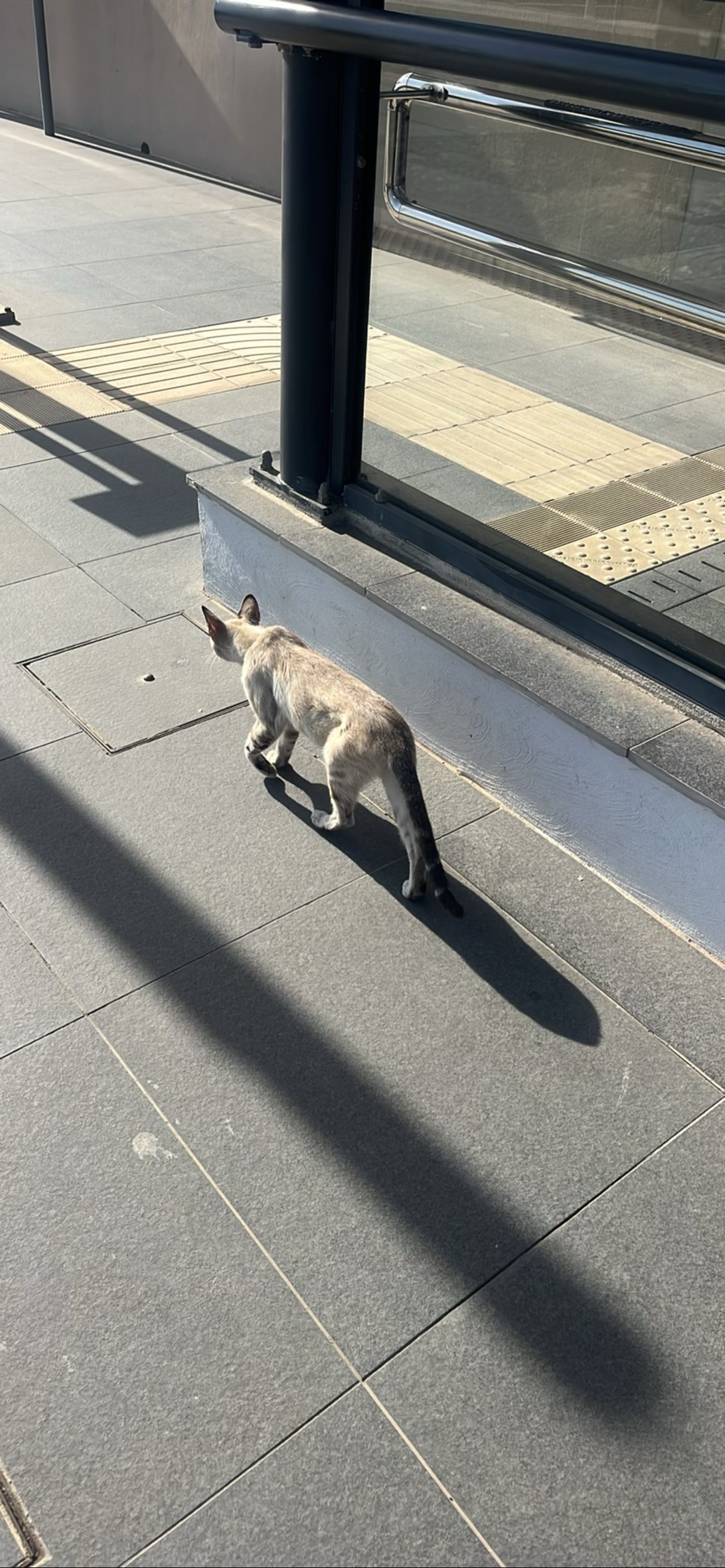 Train kitty, a cat found on Chonk Finder
