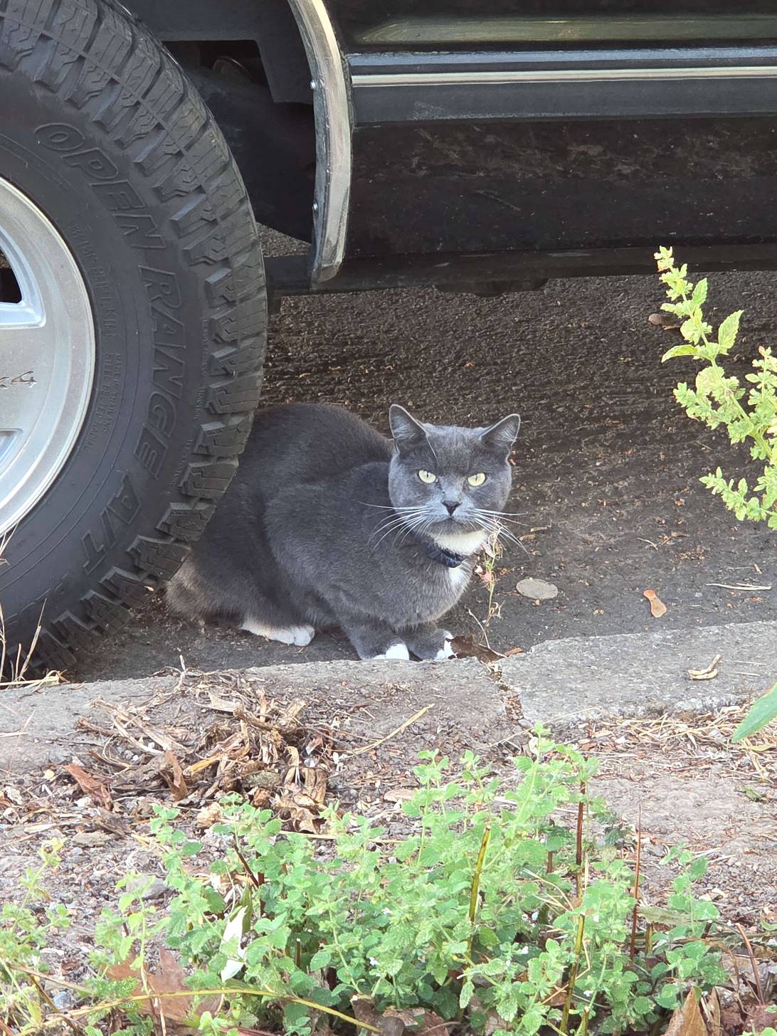 Rutger, a cat found on Chonk Finder