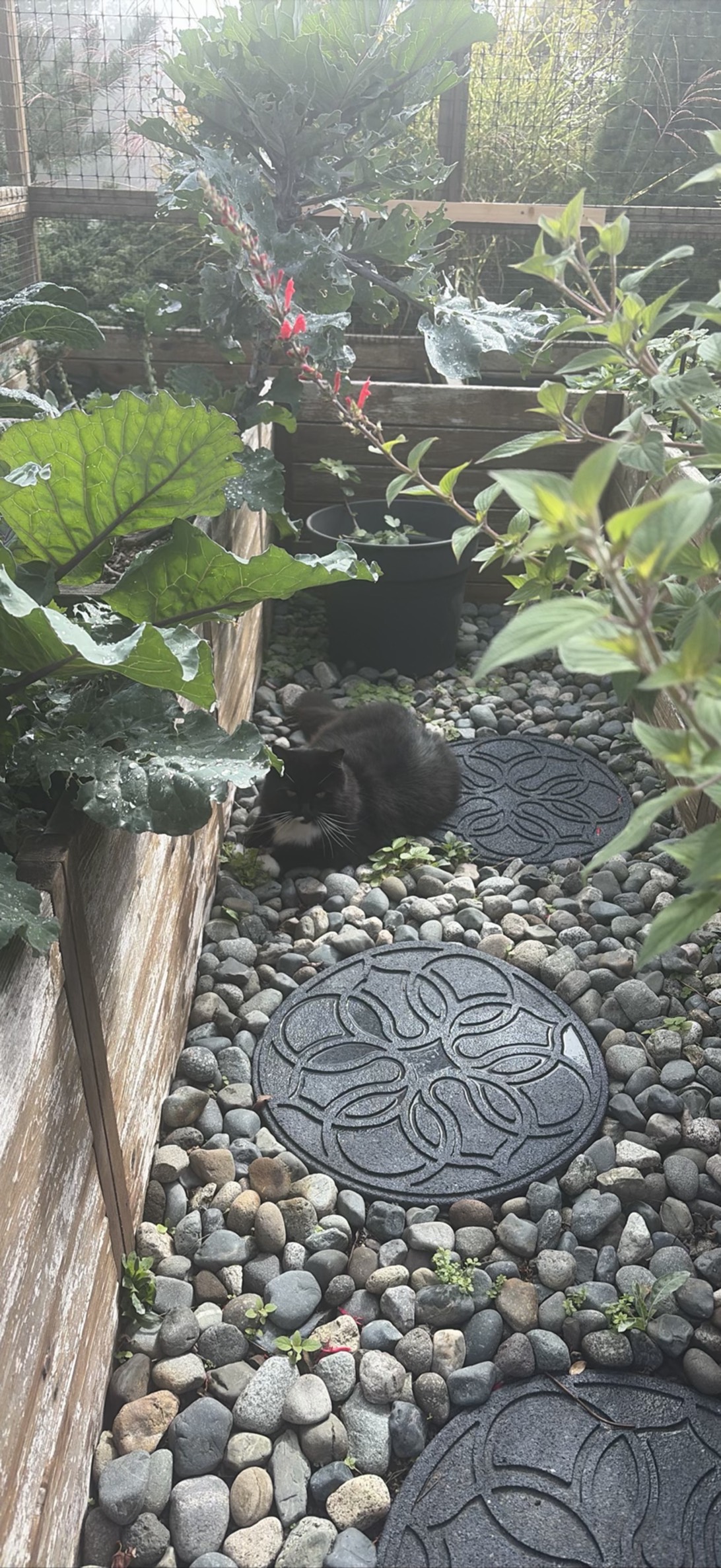 Lily, a cat found on Chonk Finder