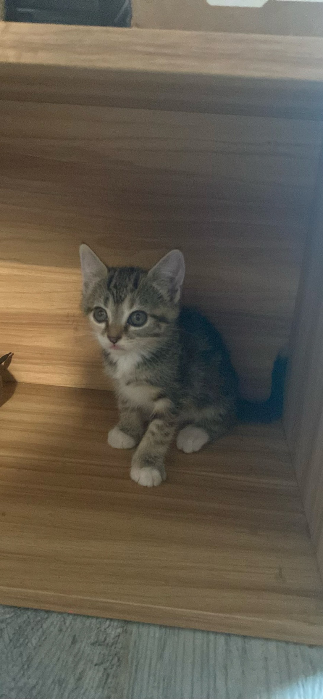 Pippy, a cat found on Chonk Finder
