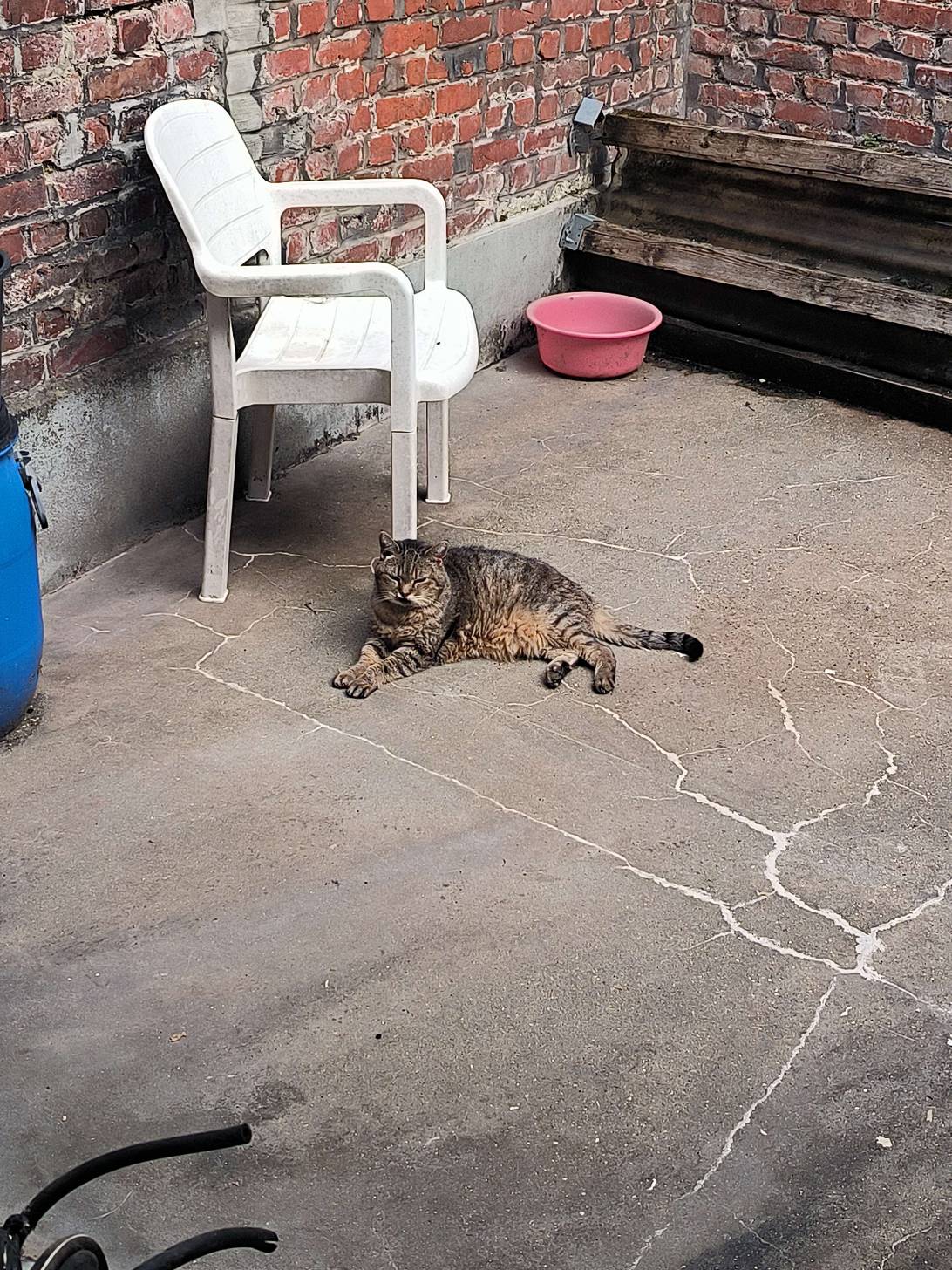 Minouchon, a cat found on Chonk Finder
