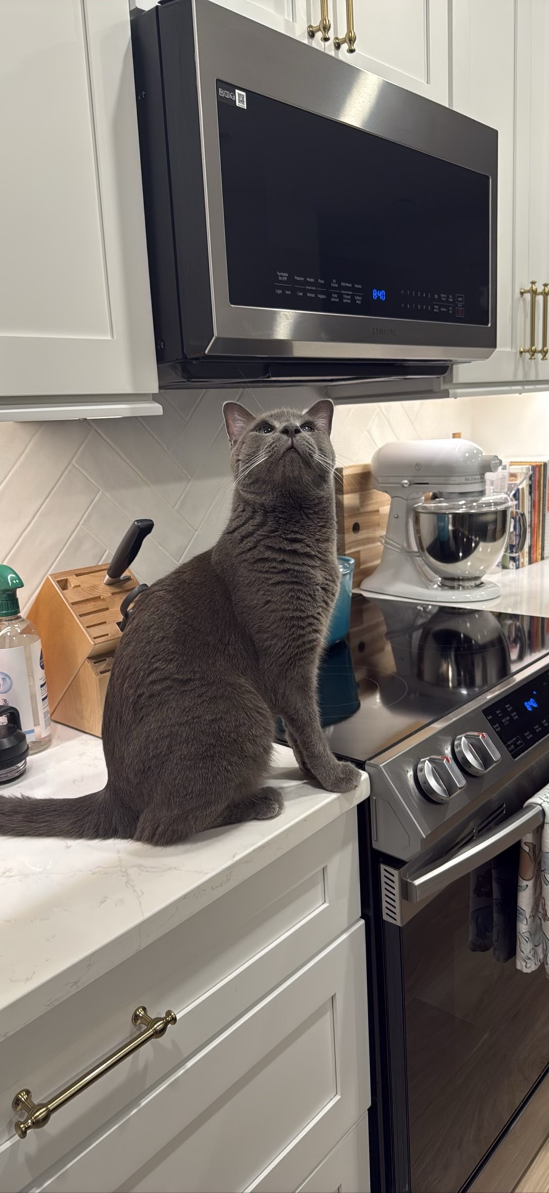 Clive, a cat found on Chonk Finder