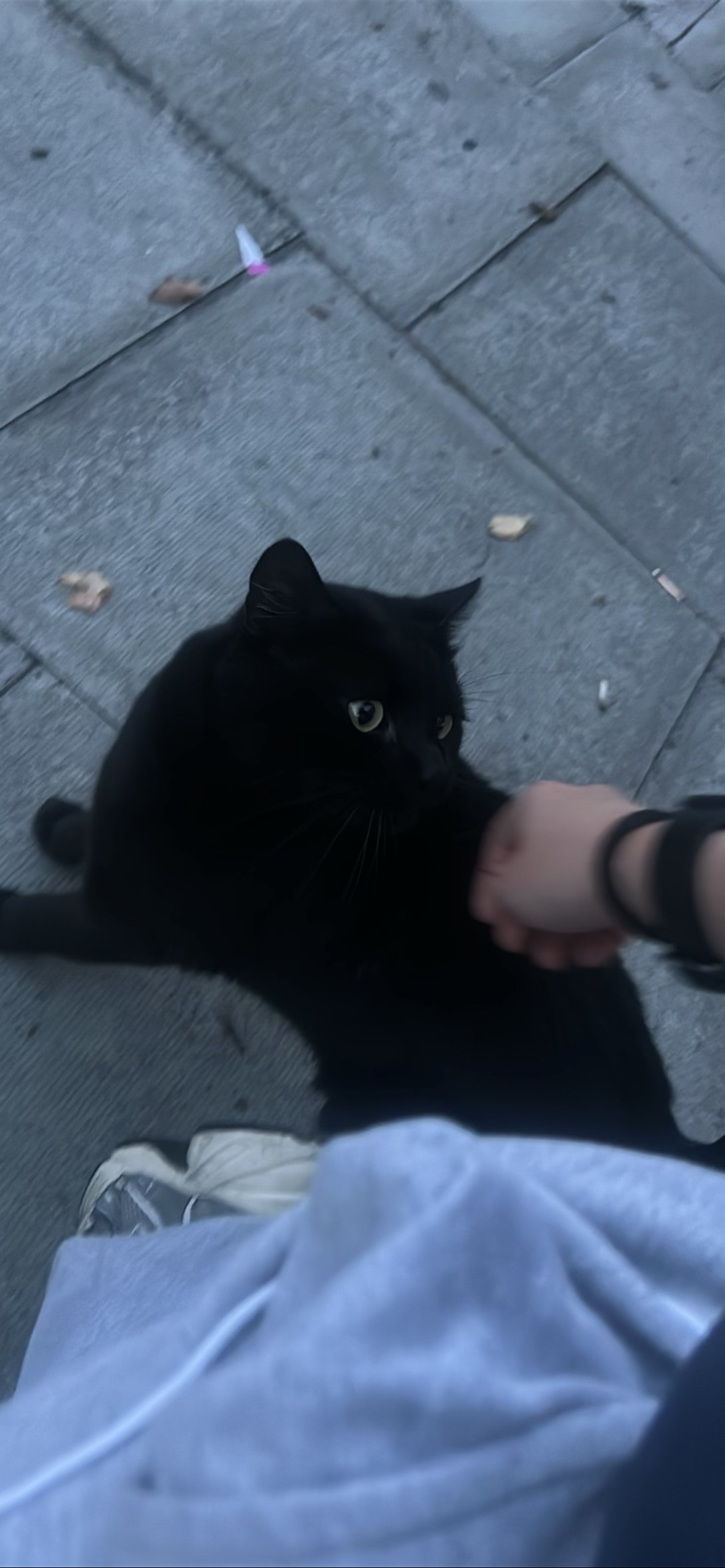 Friendly, a cat found on Chonk Finder