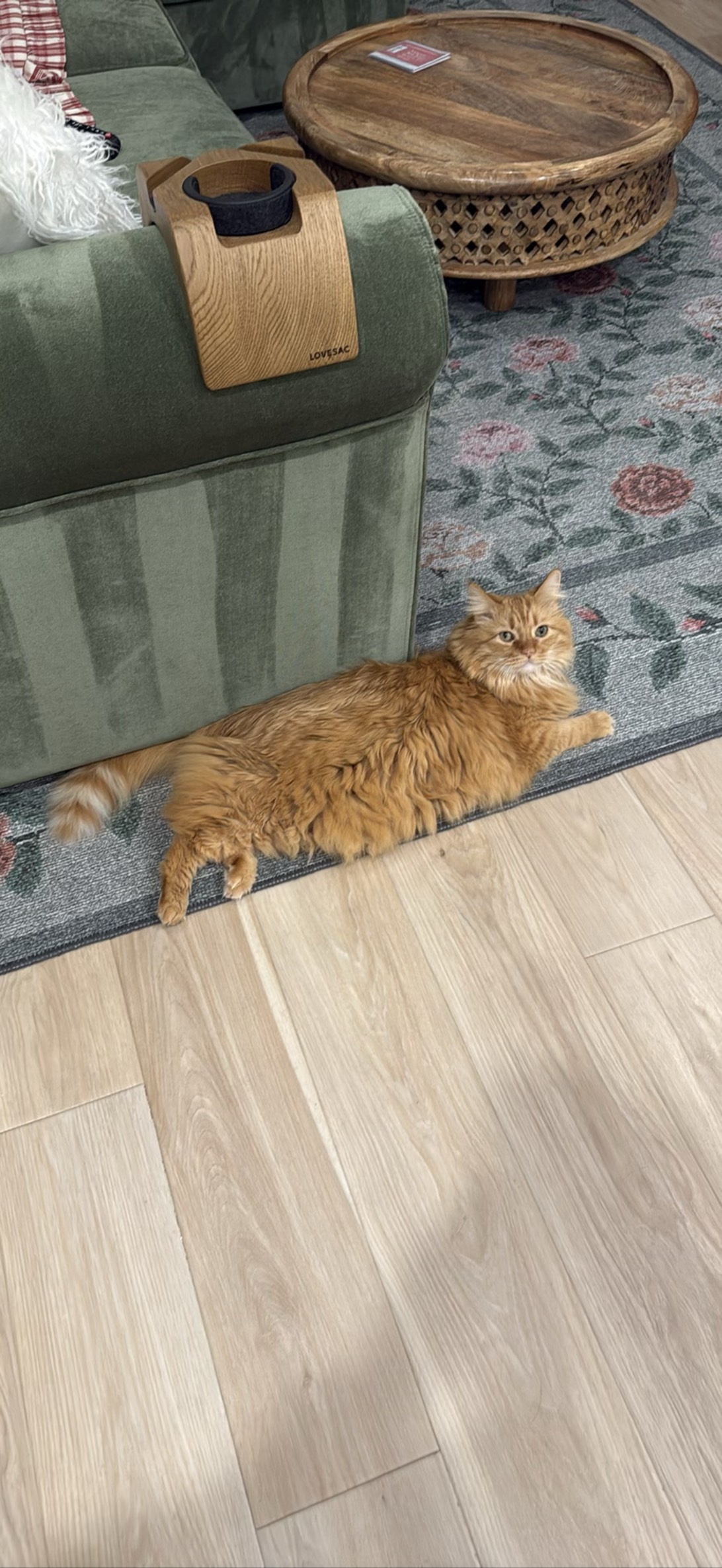Butterscotch, a cat found on Chonk Finder
