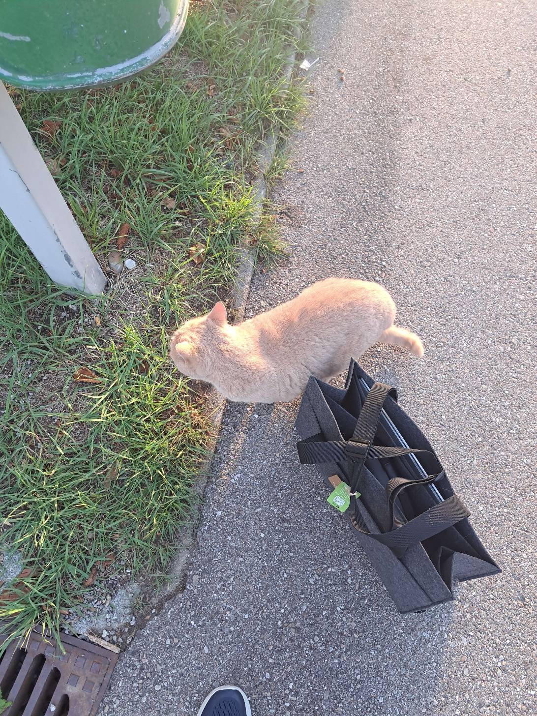 Biscuit, a cat found on Chonk Finder