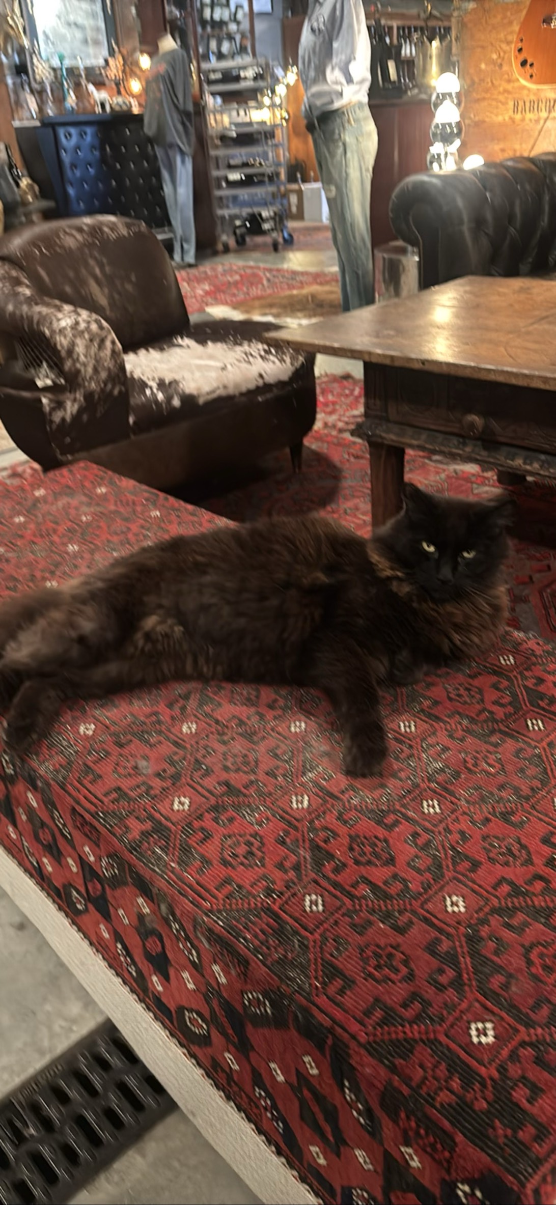 Felix, a cat found on Chonk Finder