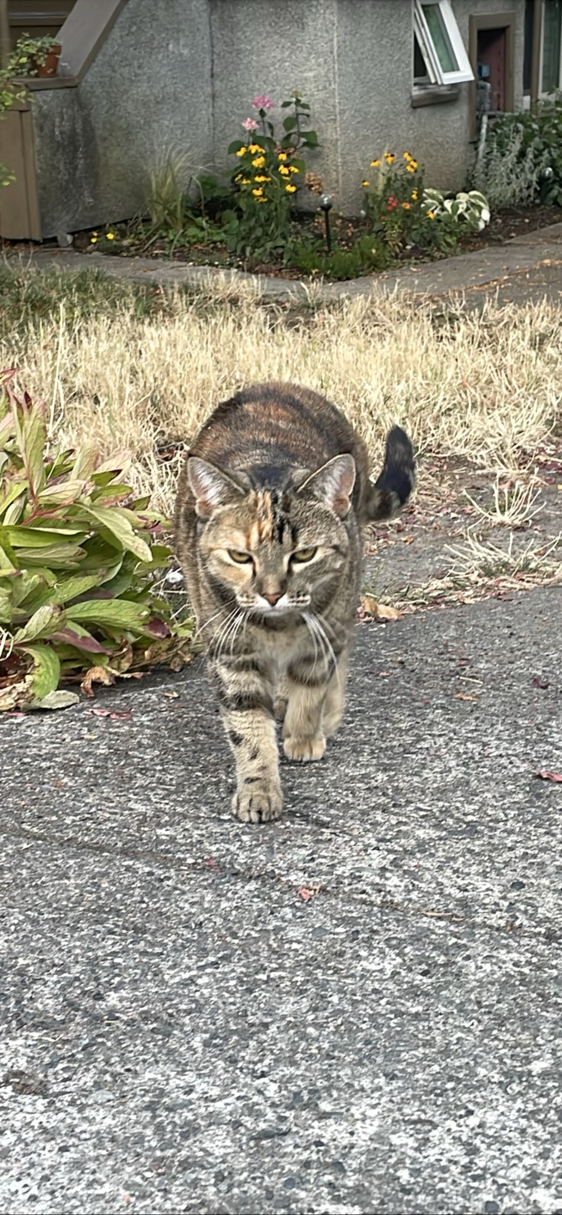 Kit, a cat found on Chonk Finder