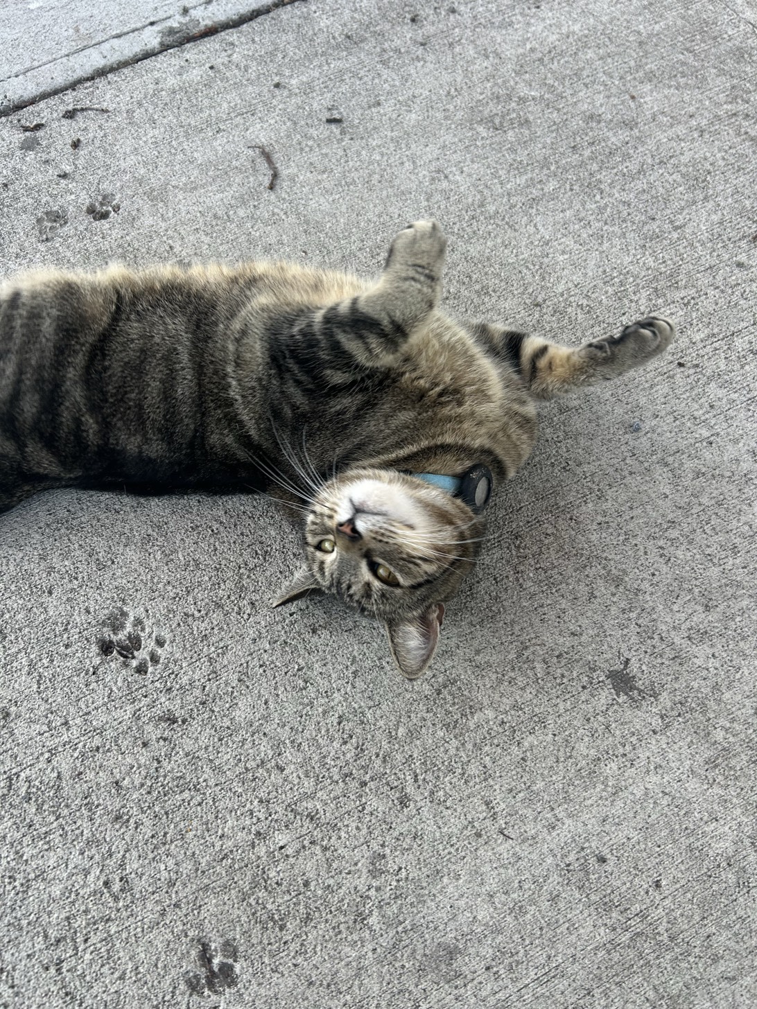 Bella, a cat found on Chonk Finder