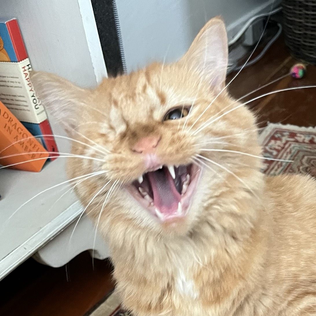 Timber, a cat found on Chonk Finder