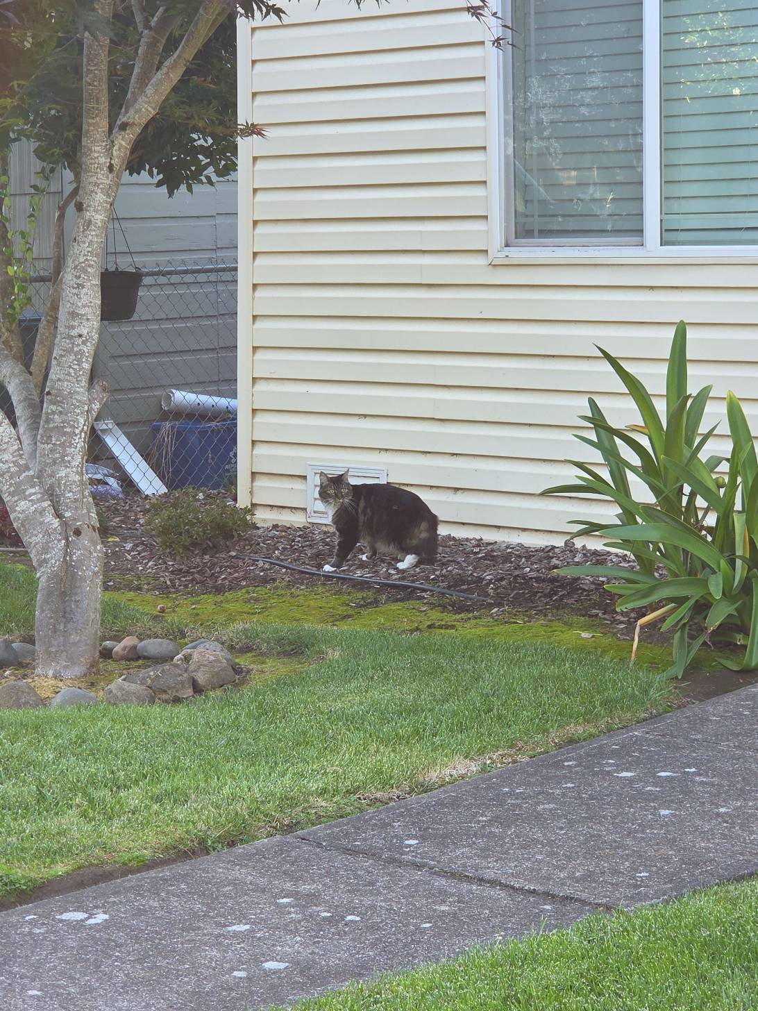Falafel, a cat found on Chonk Finder
