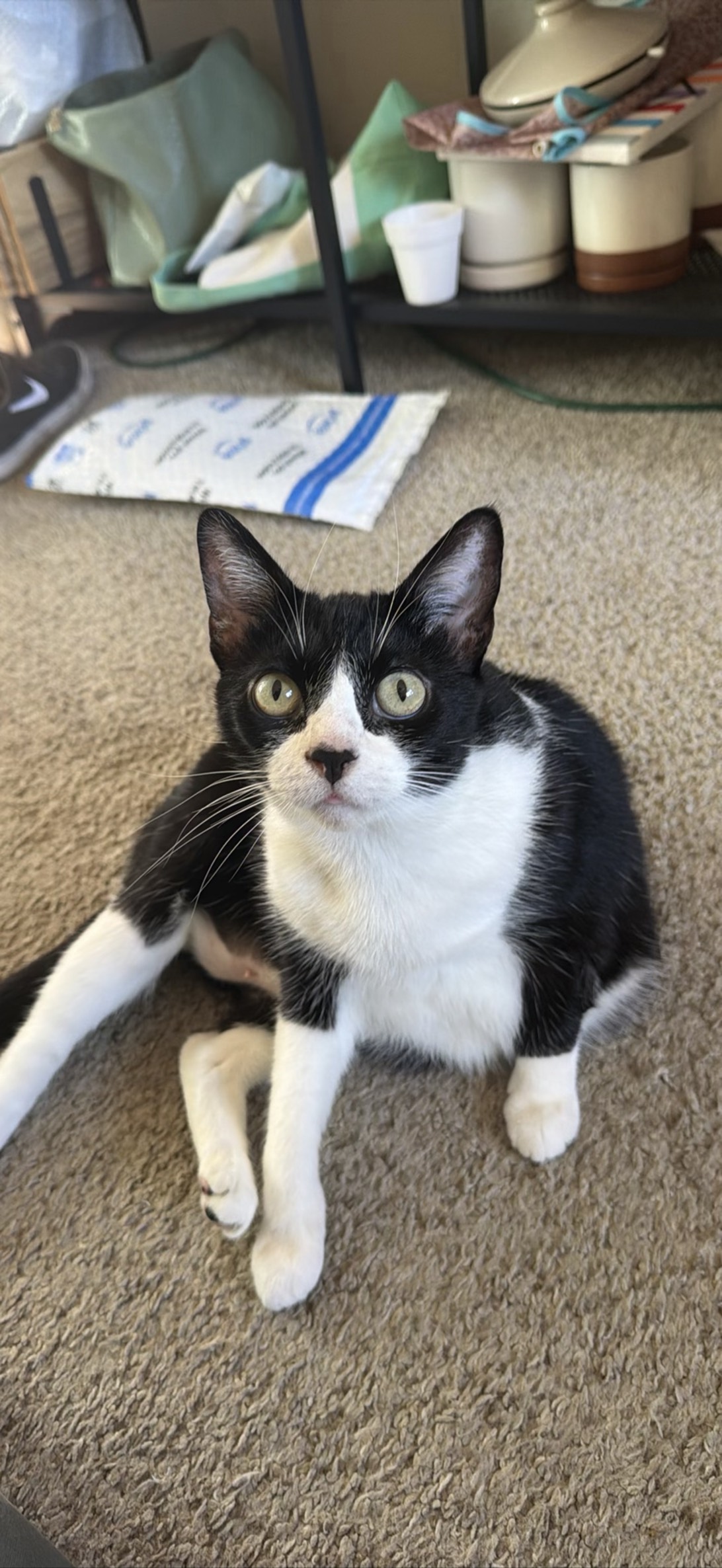 Sora Bean, a cat found on Chonk Finder