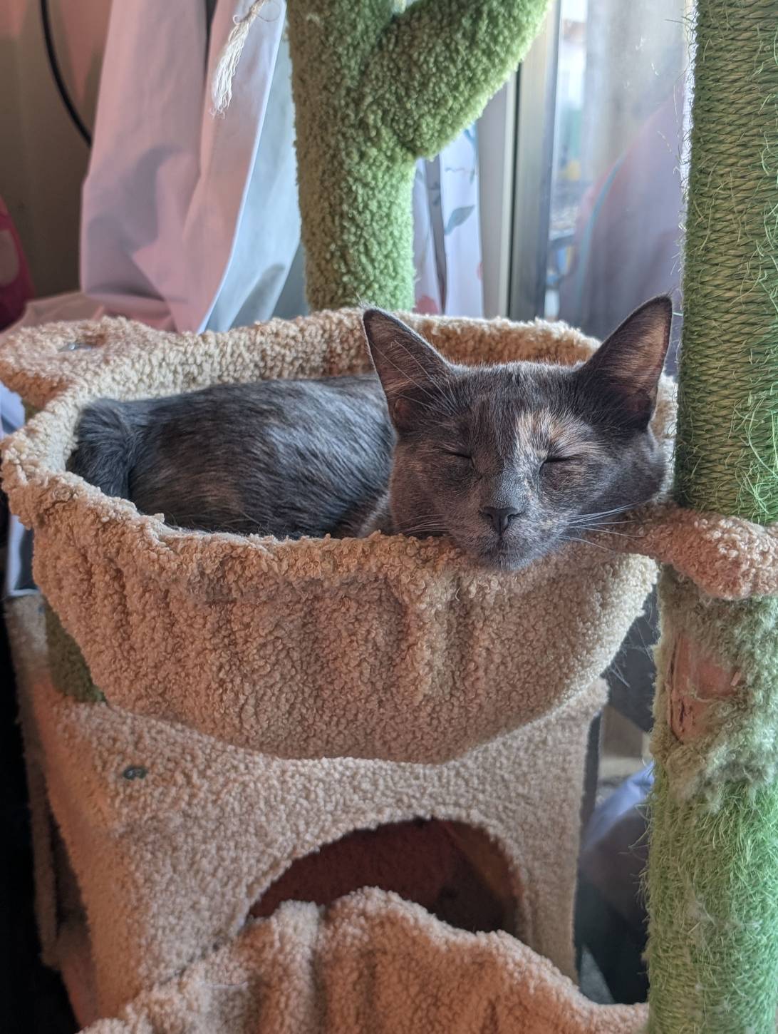 Thelma, a cat found on Chonk Finder