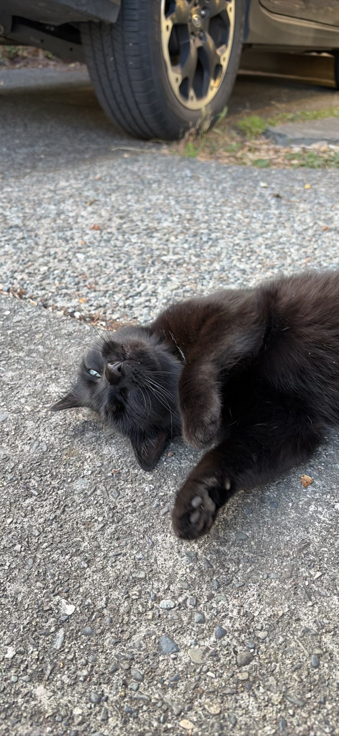 Puddle, a cat found on Chonk Finder