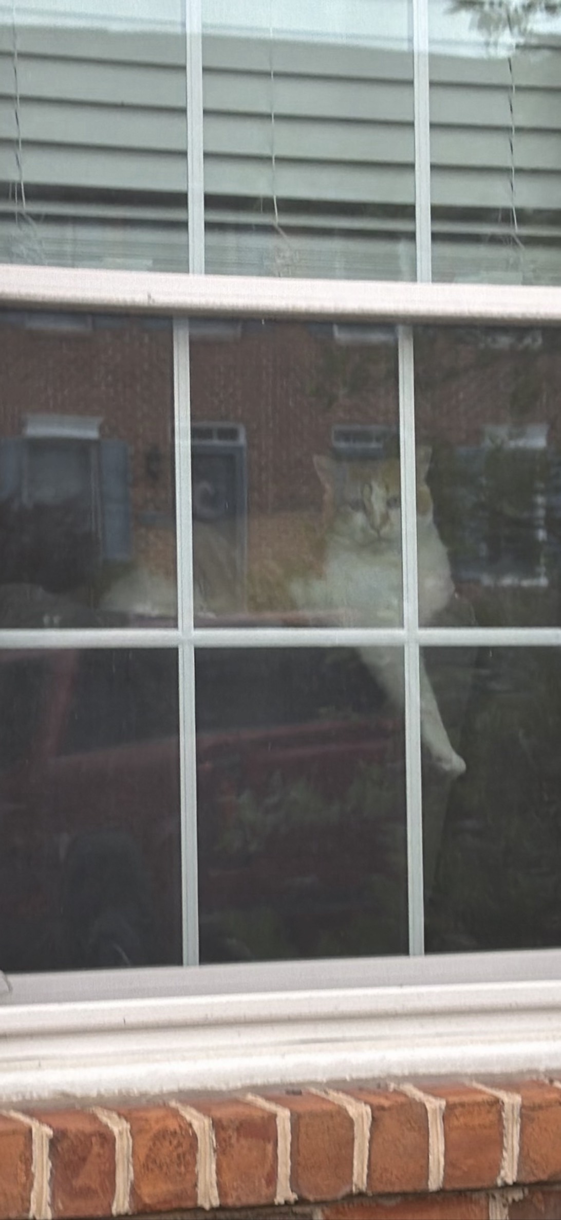 Herbert, a cat found on Chonk Finder