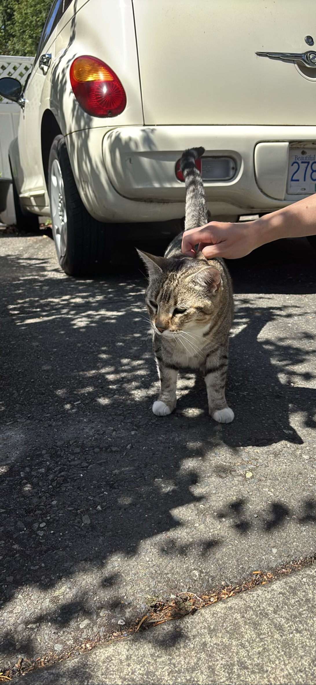 Carlos, a cat found on Chonk Finder