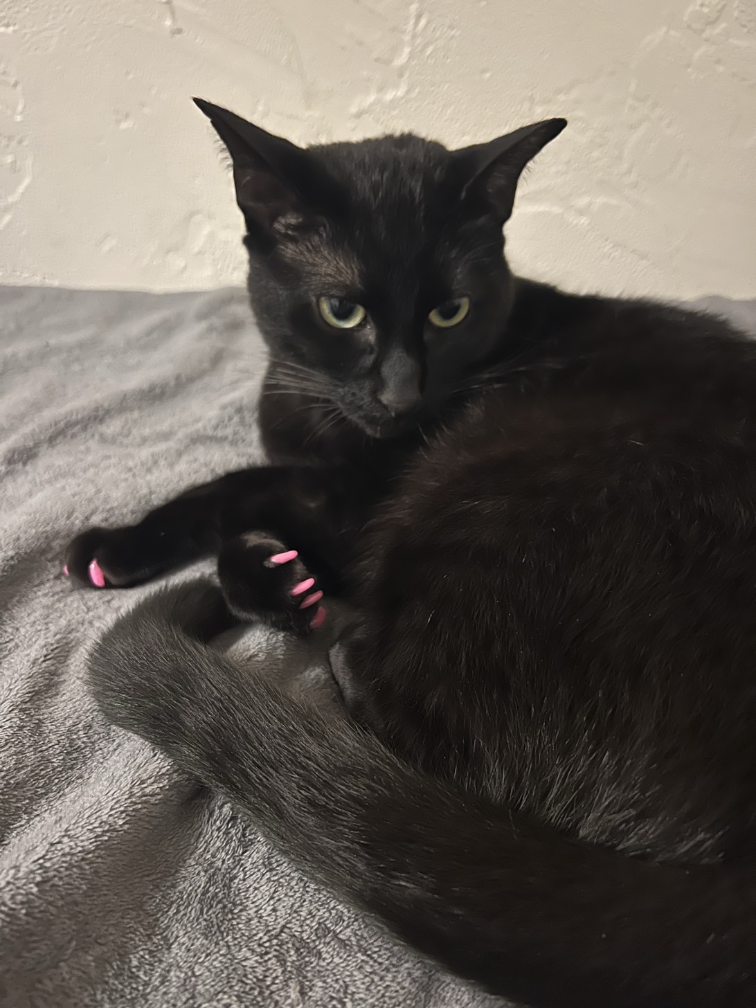 (Cutie) Pie, a cat found on Chonk Finder