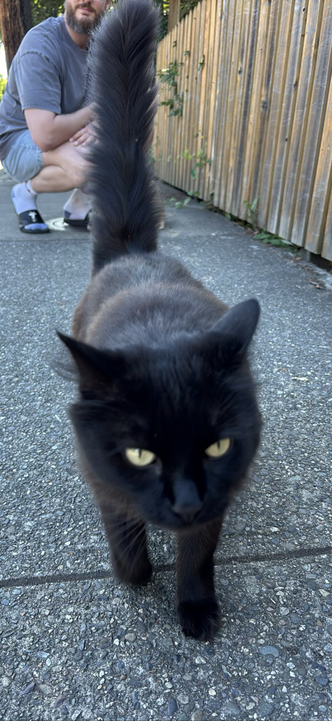 Midnight, a cat found on Chonk Finder