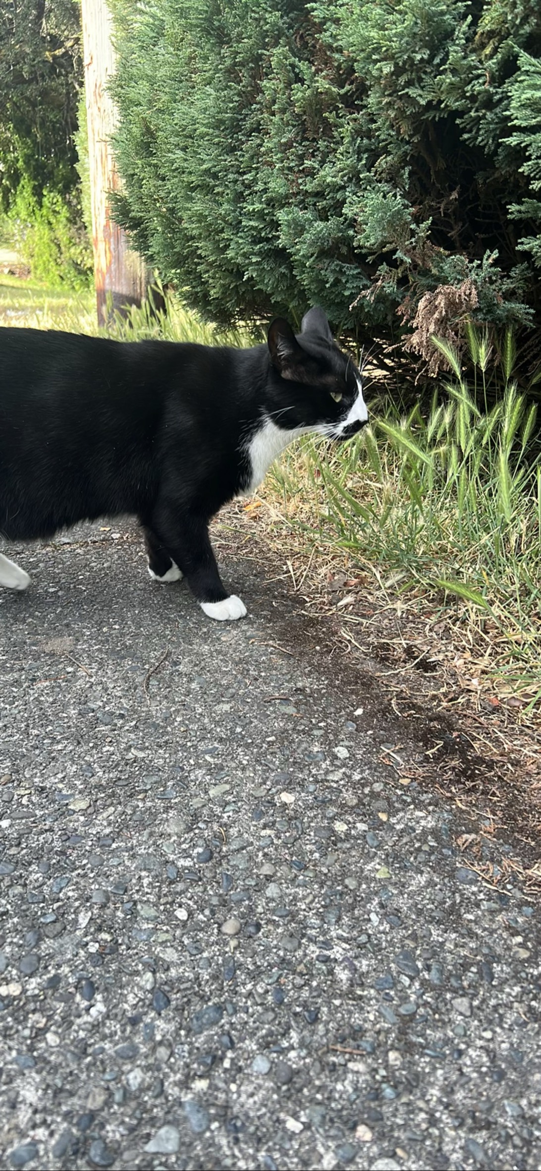 Oreo, a cat found on Chonk Finder