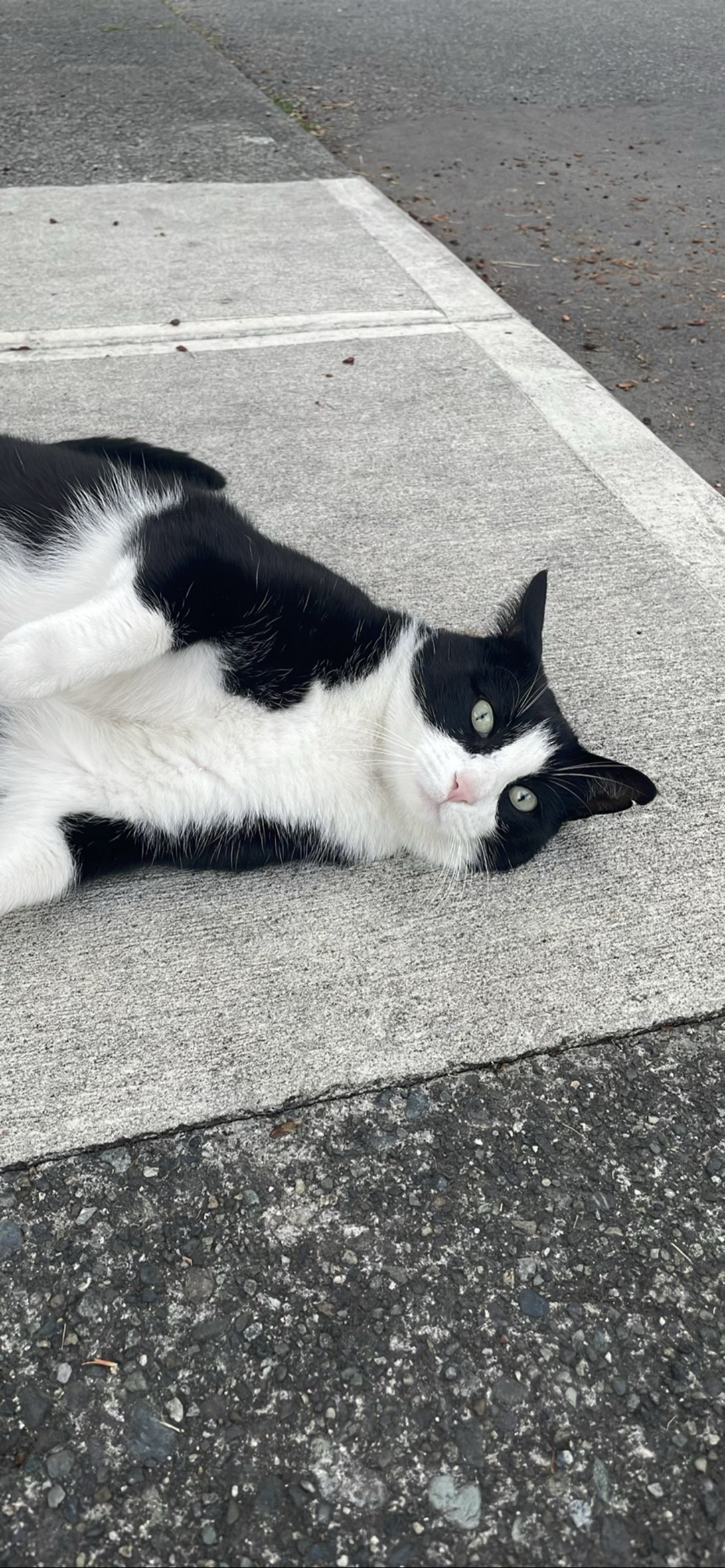 Handsome, a cat found on Chonk Finder