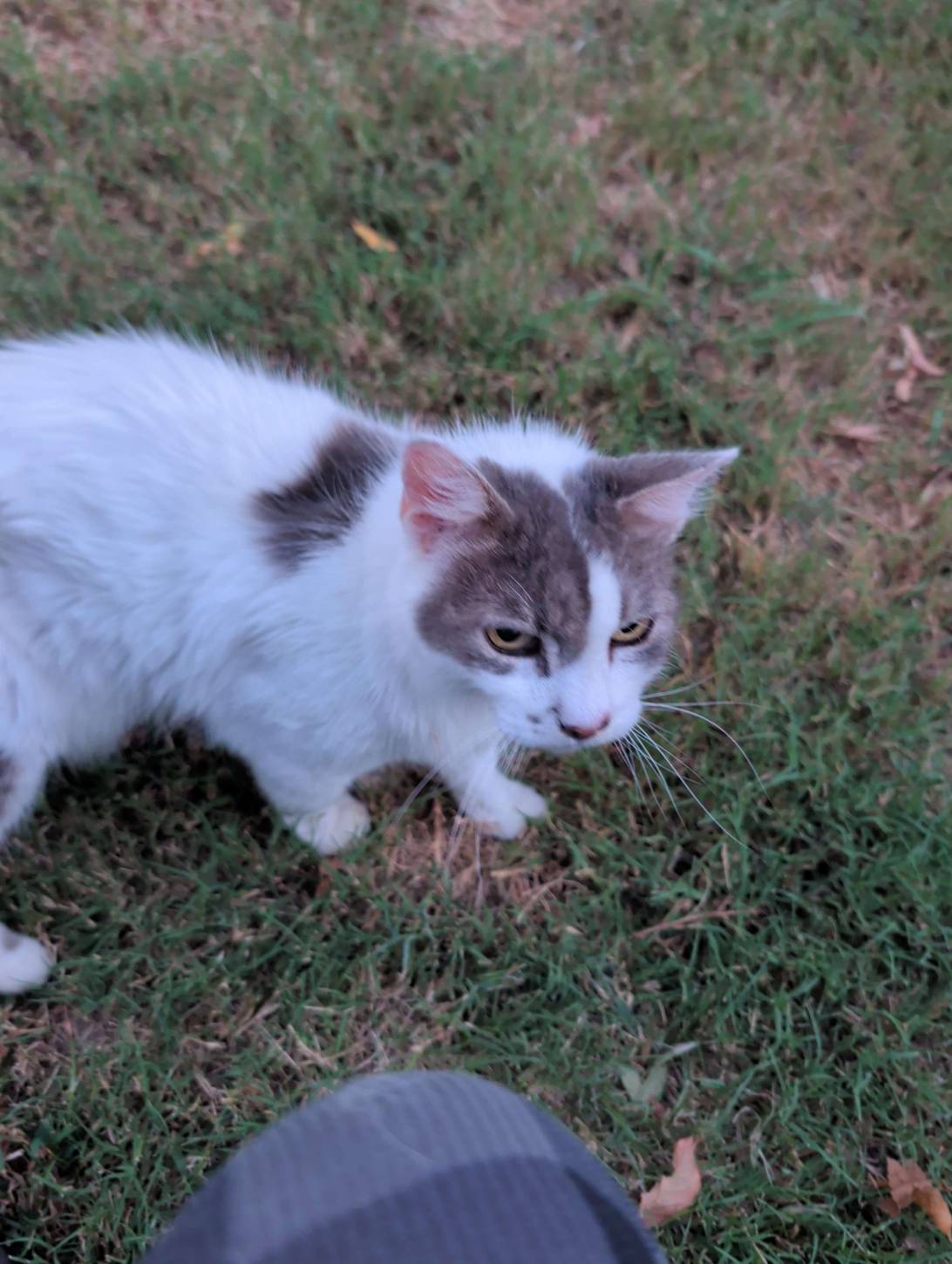 Dot, a cat found on Chonk Finder