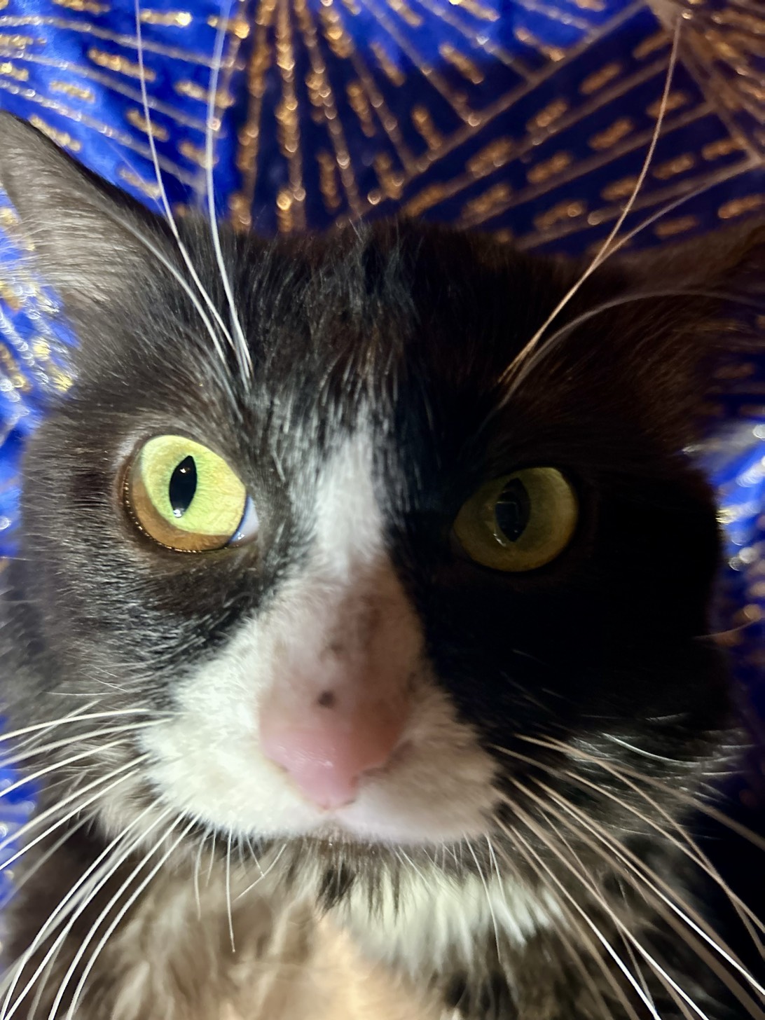 SukSuk, a cat found on Chonk Finder