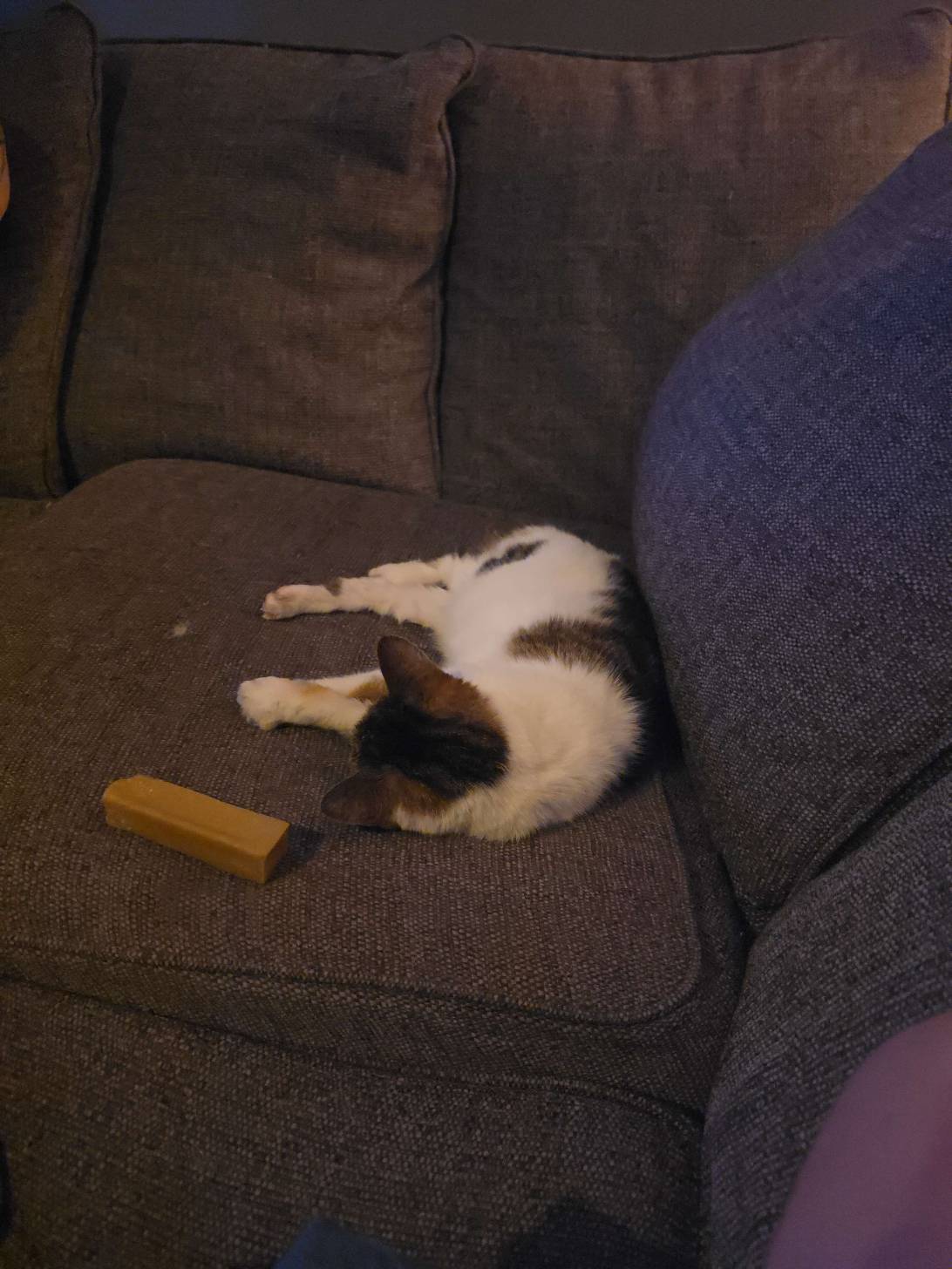 Tia, a cat found on Chonk Finder