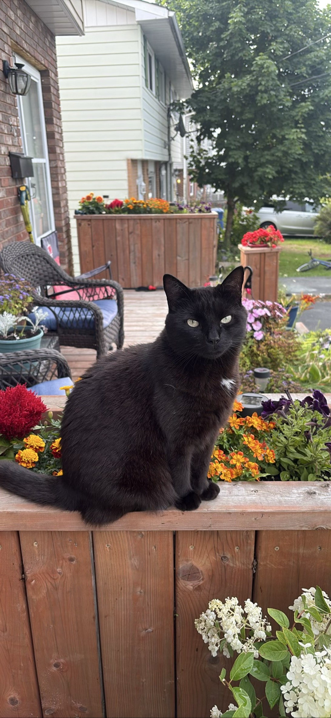 Stevie, a cat found on Chonk Finder