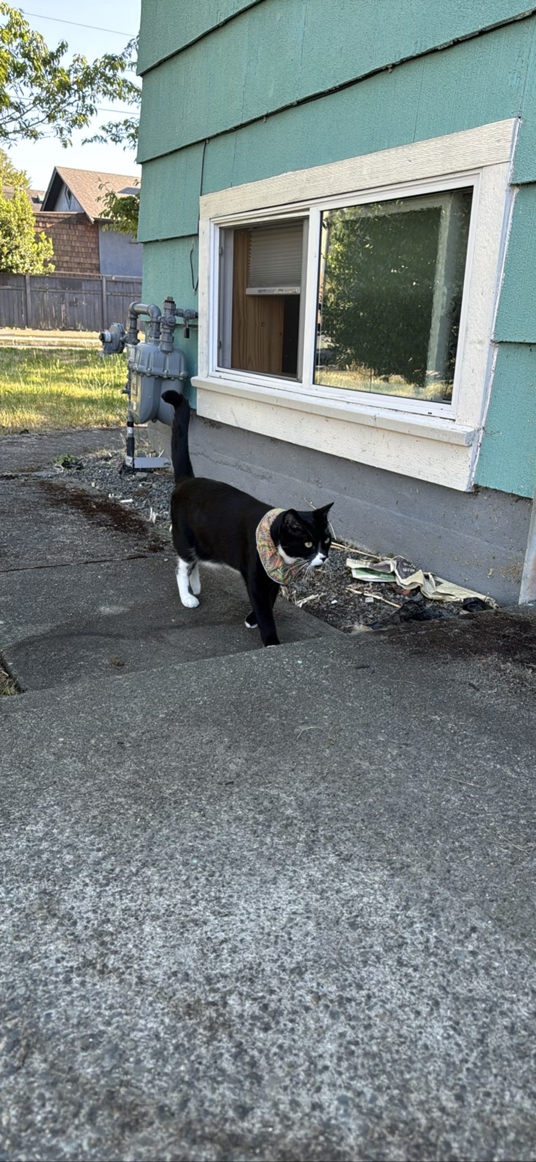 Donut, a cat found on Chonk Finder
