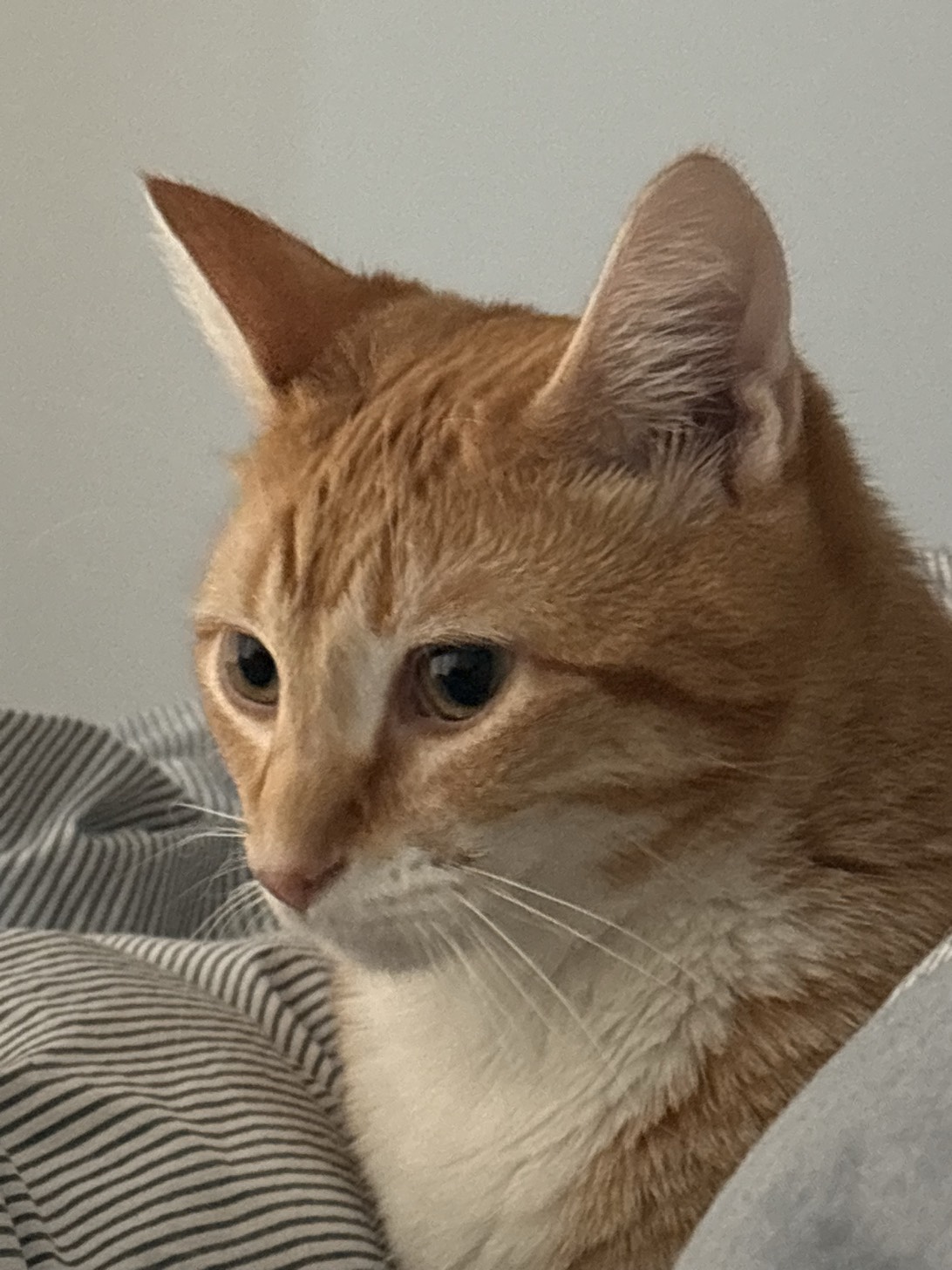 Simon, a cat found on Chonk Finder