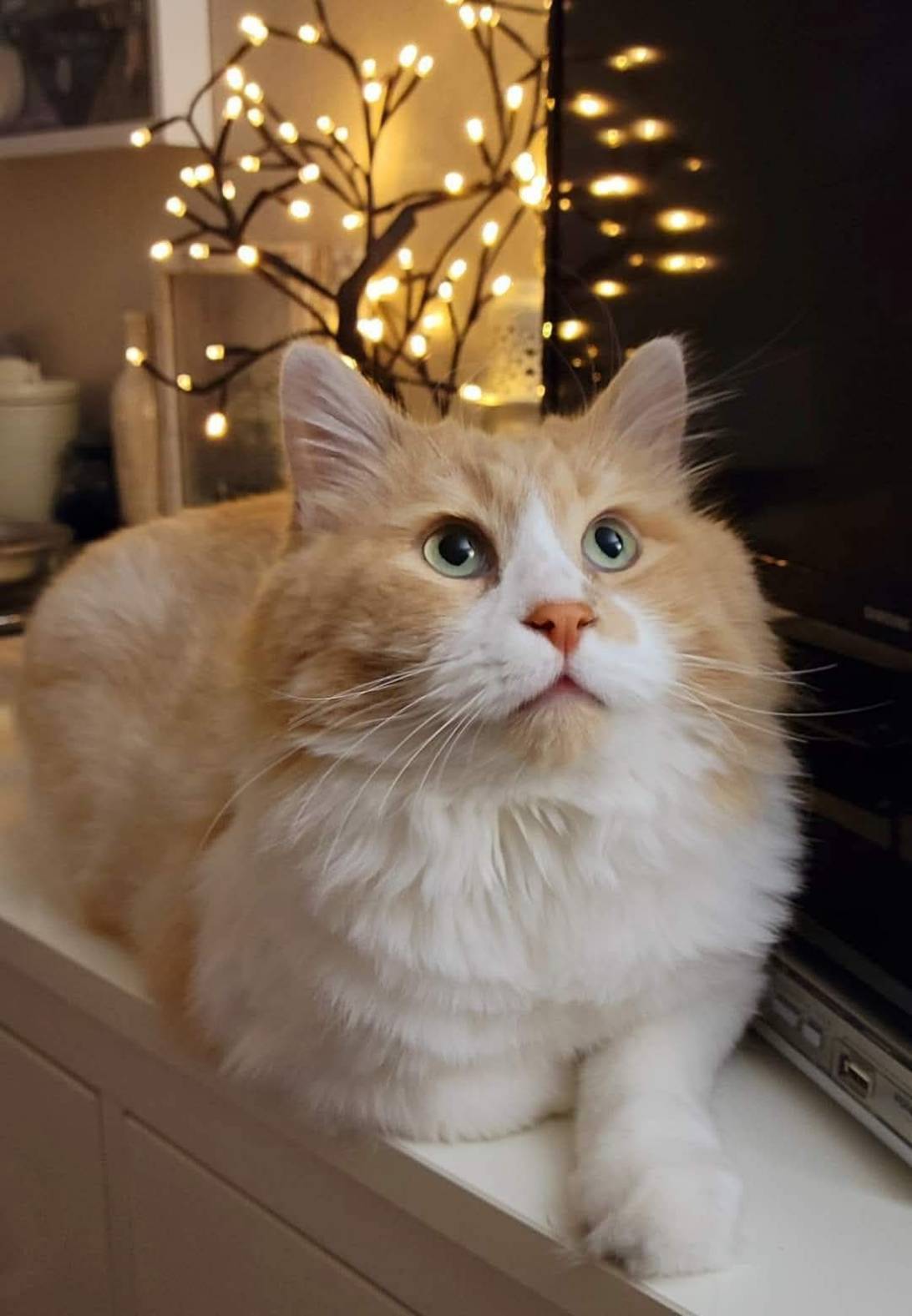 Chester cheese, a cat found on Chonk Finder