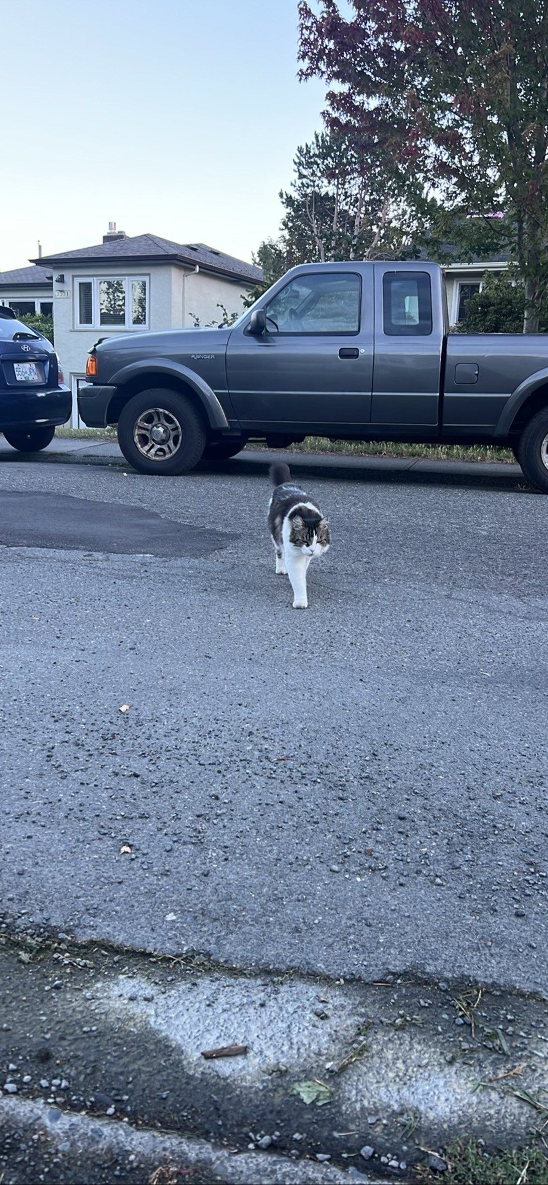 Rollover, a cat found on Chonk Finder