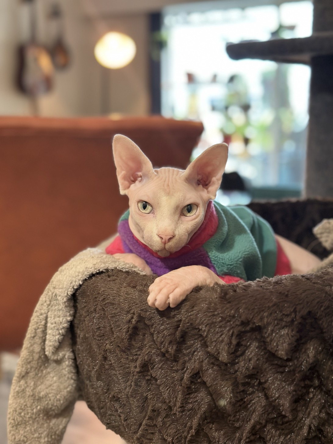 Louie, a cat found on Chonk Finder
