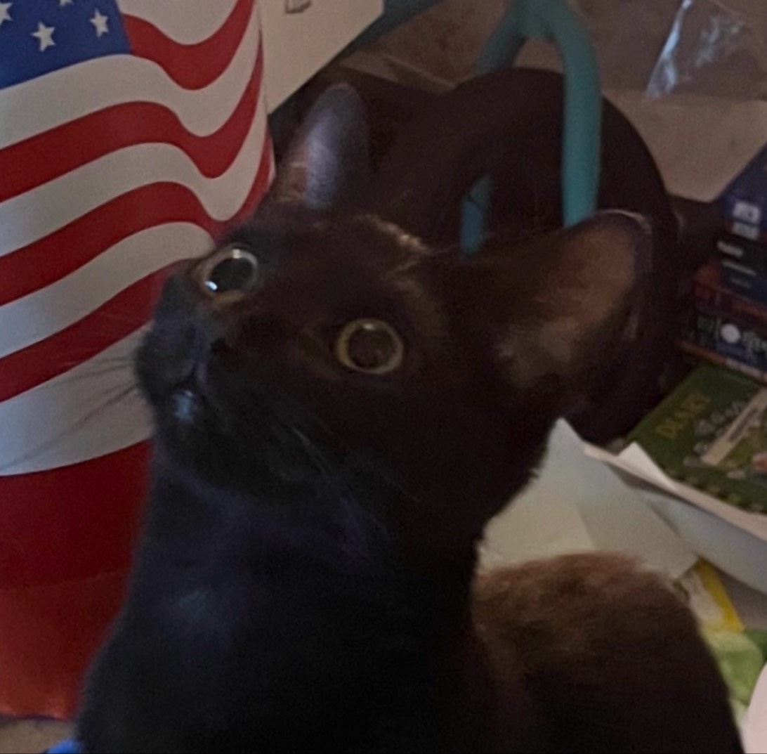 Eunice, a cat found on Chonk Finder