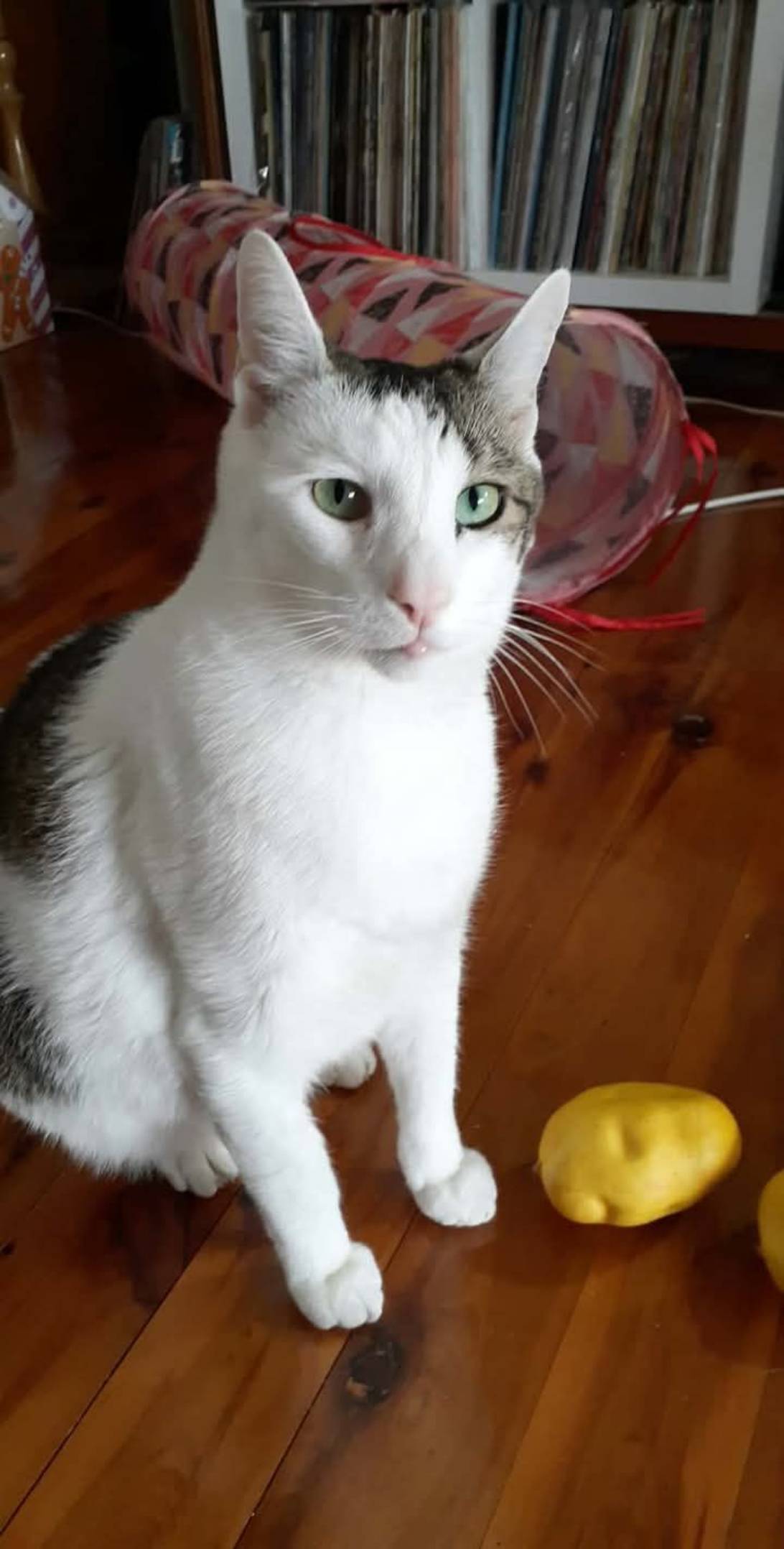 Harry, a cat found on Chonk Finder