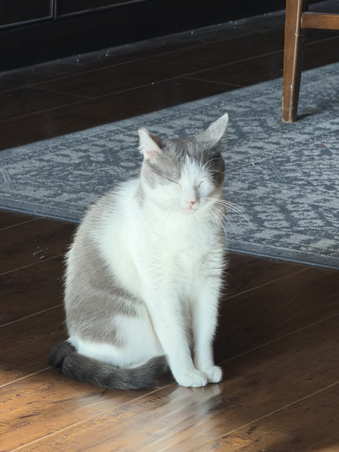 Patches, a cat found on Chonk Finder